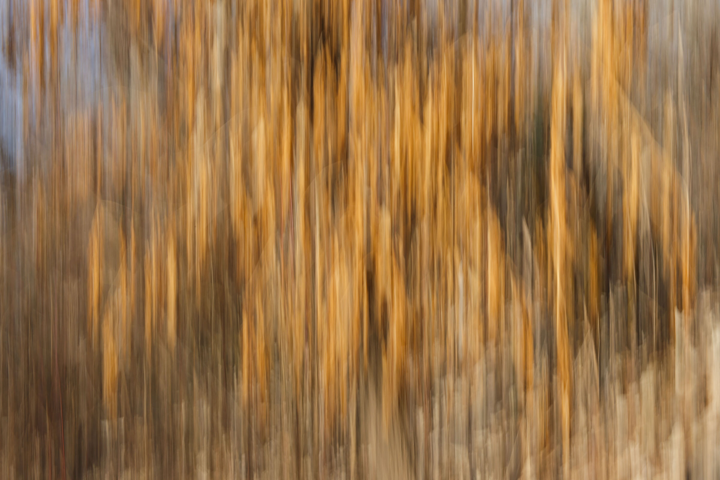 Forest 1.0