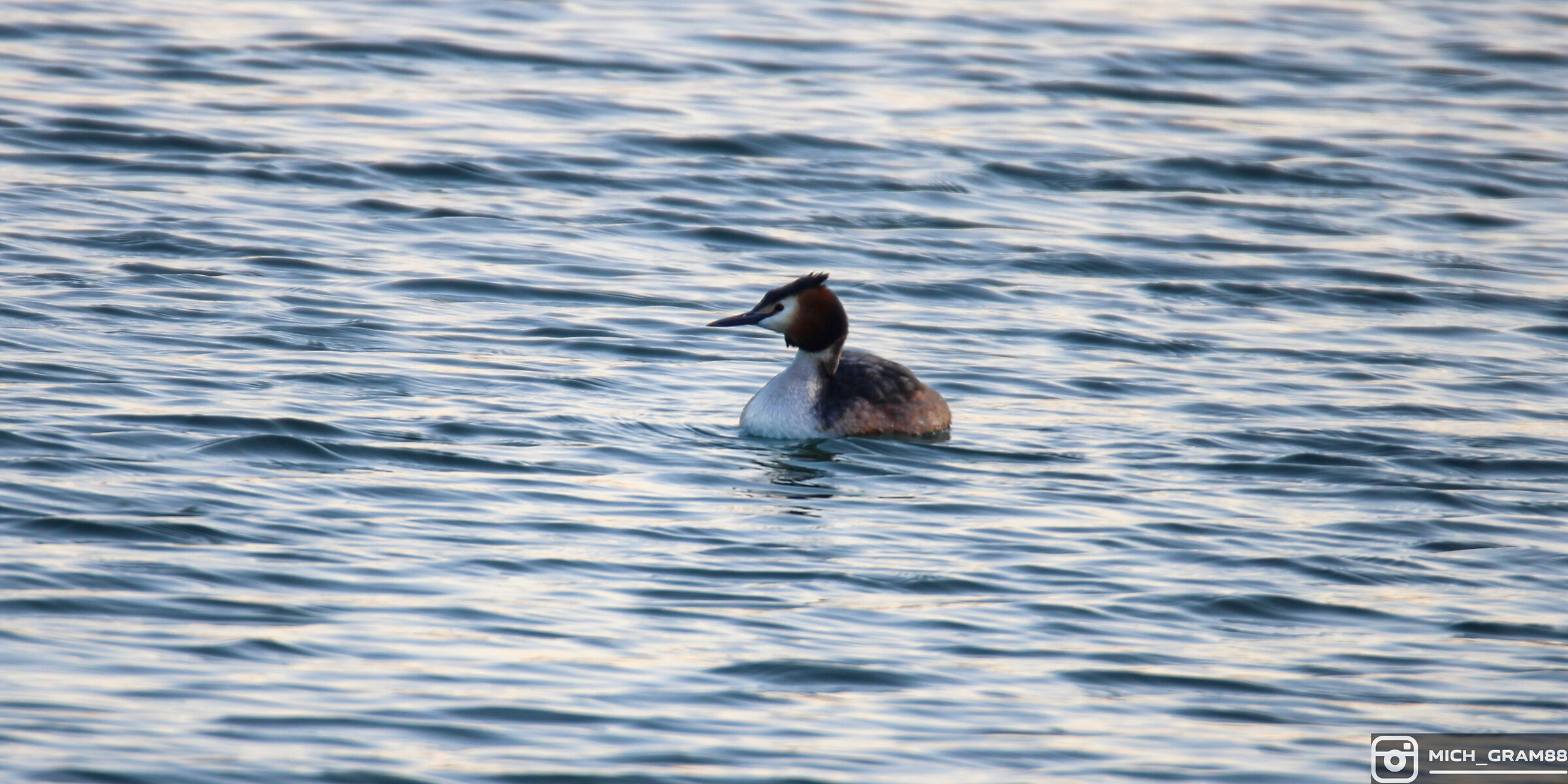 Great crested grebe