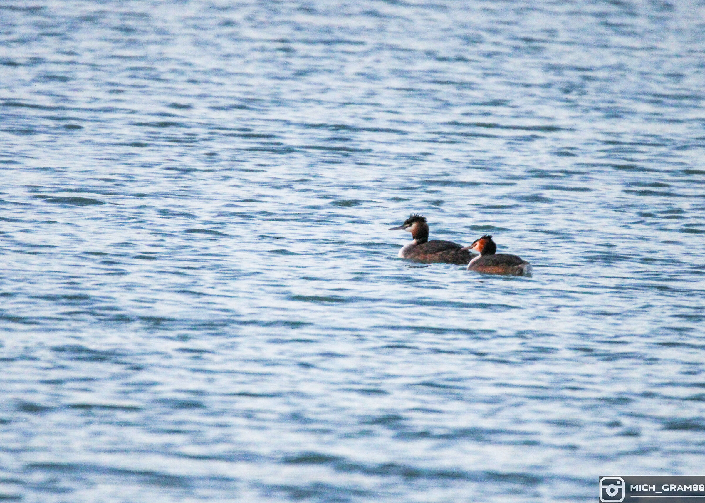Great crested grebe