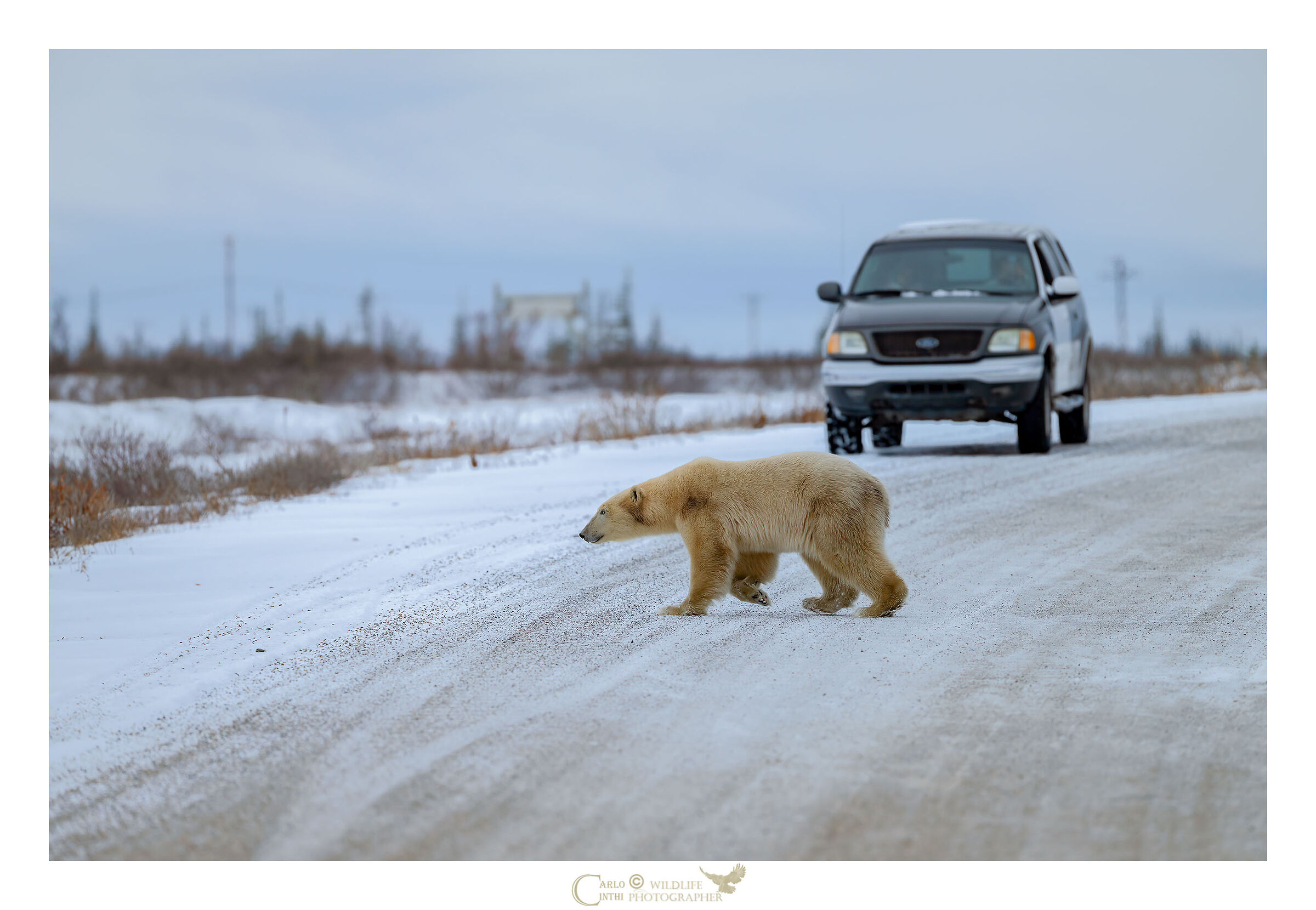 orso polare