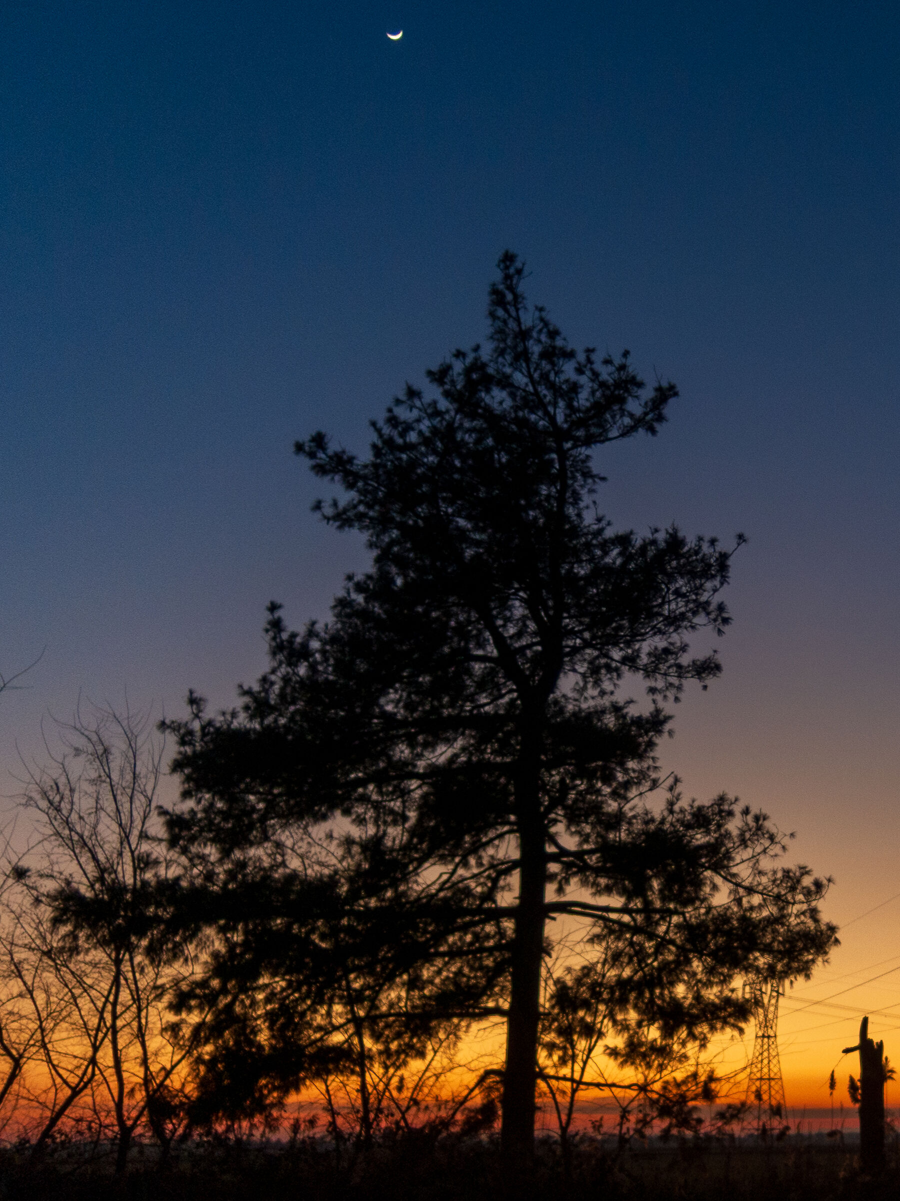 Tree/Moon sunset conjunction