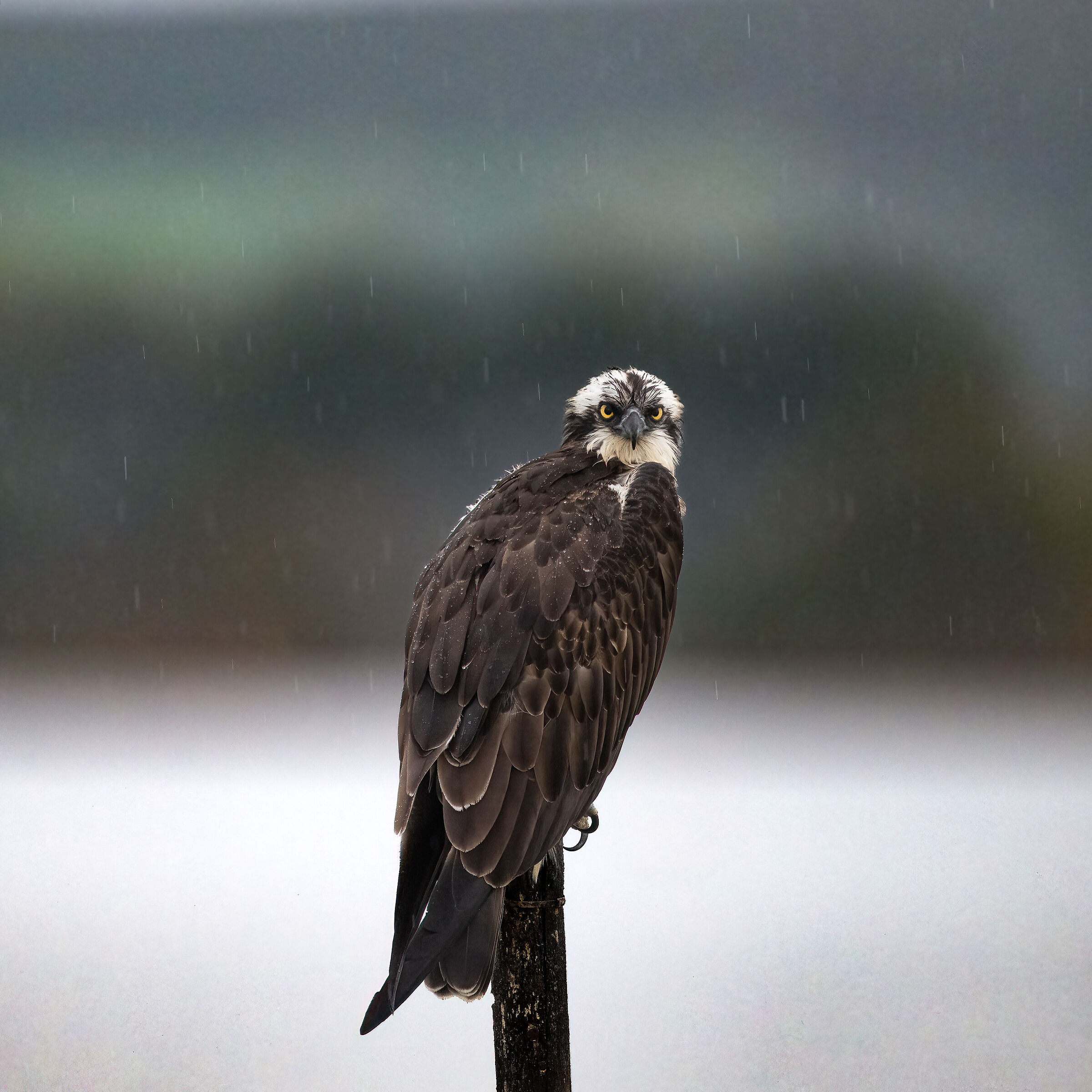 Osprey -Pandion haliaetus - Cabras - Sardinia