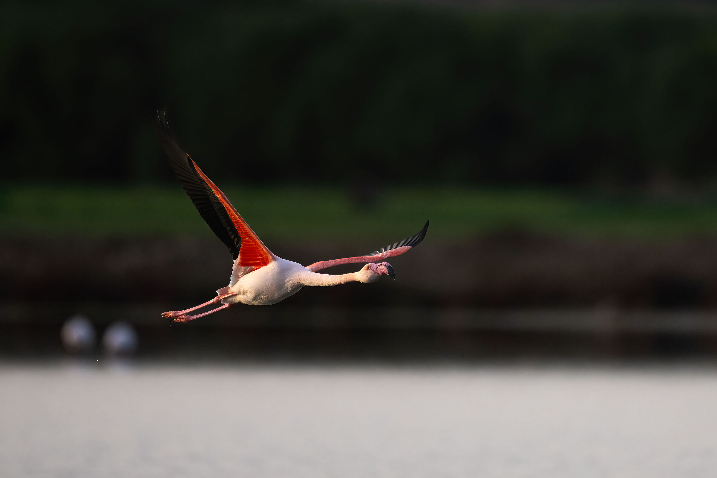 Flamingo - Cabras - Sardinia