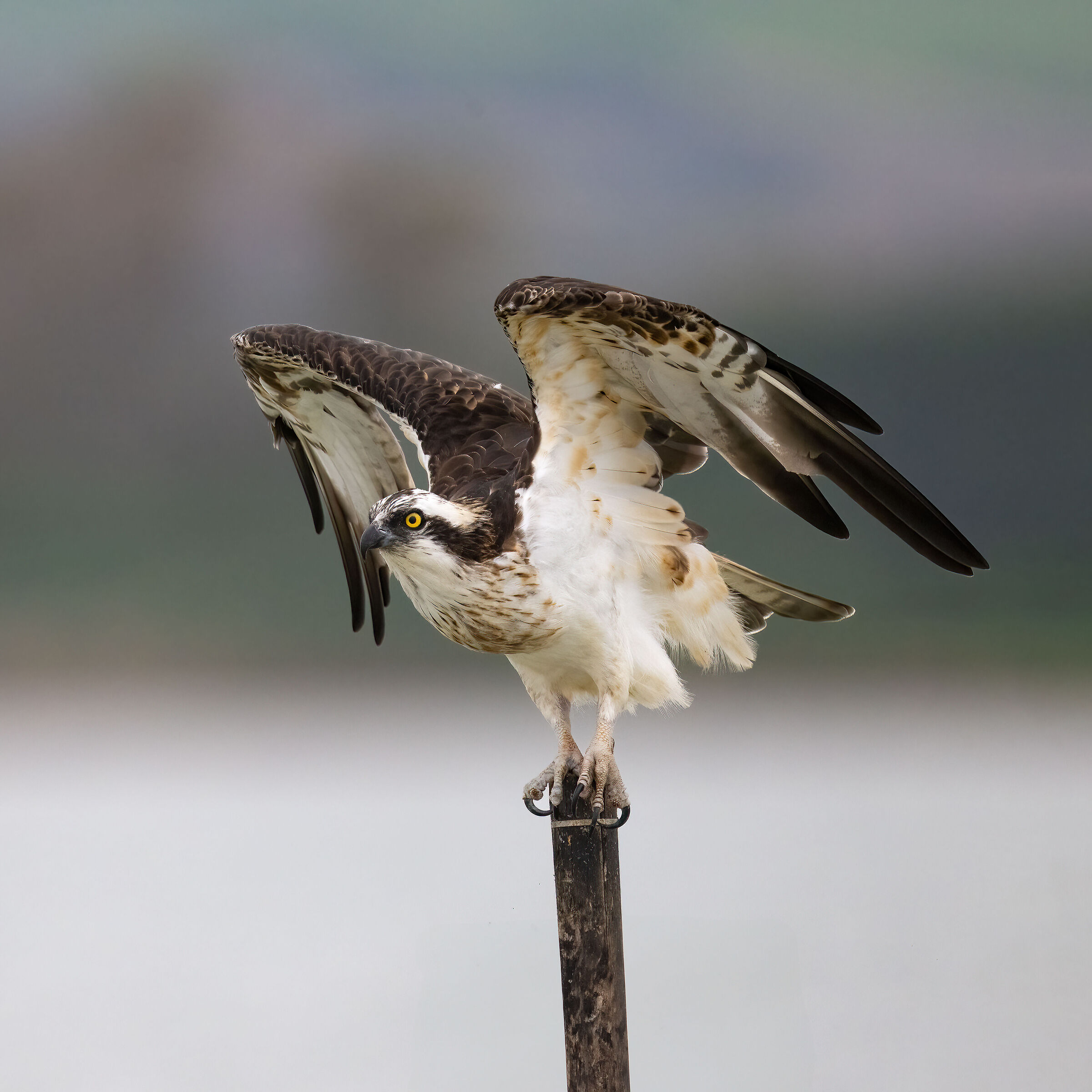 Osprey -Pandion haliaetus - Cabras - Sardinia