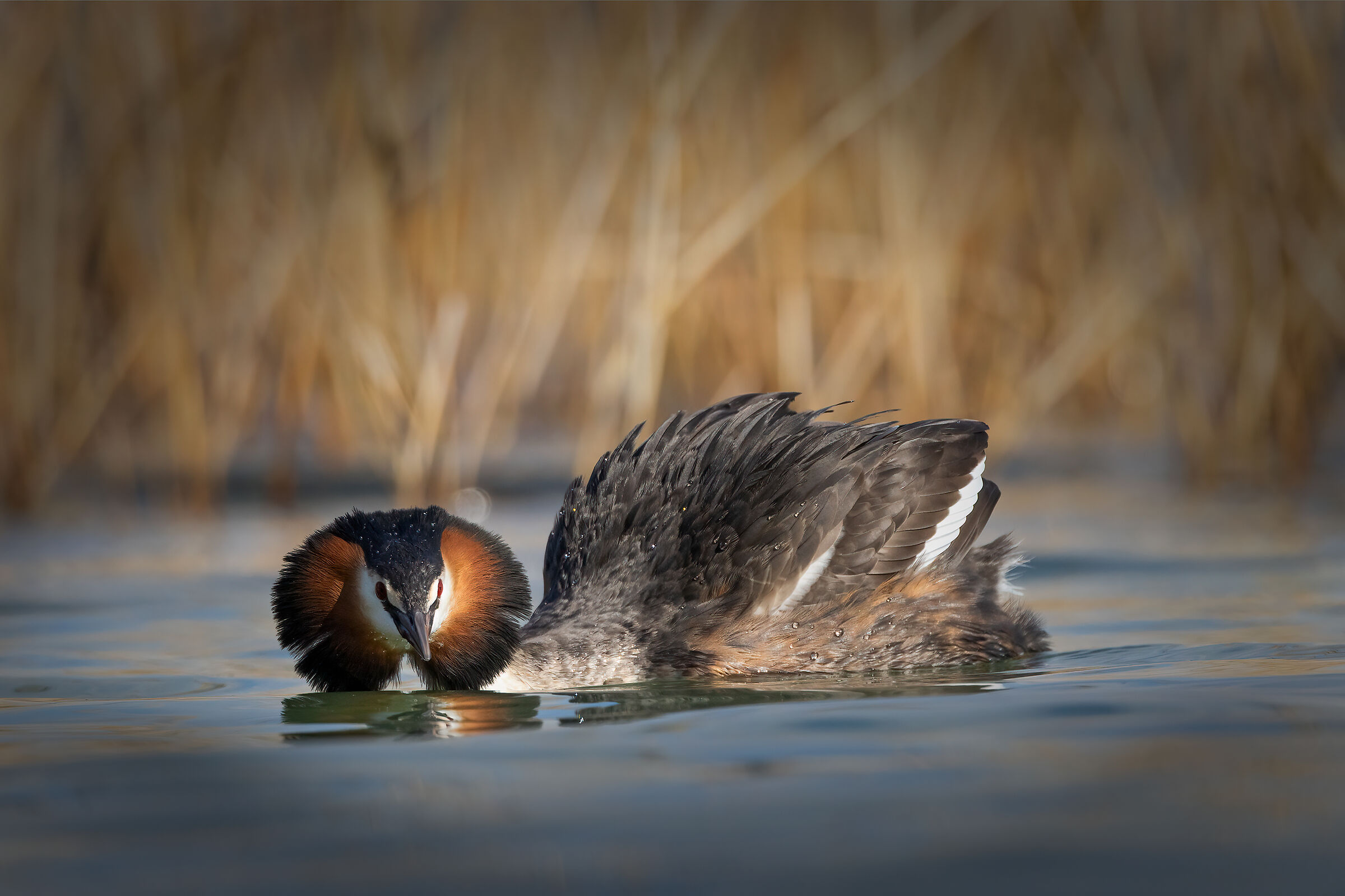 Great crested grebe in the reeds