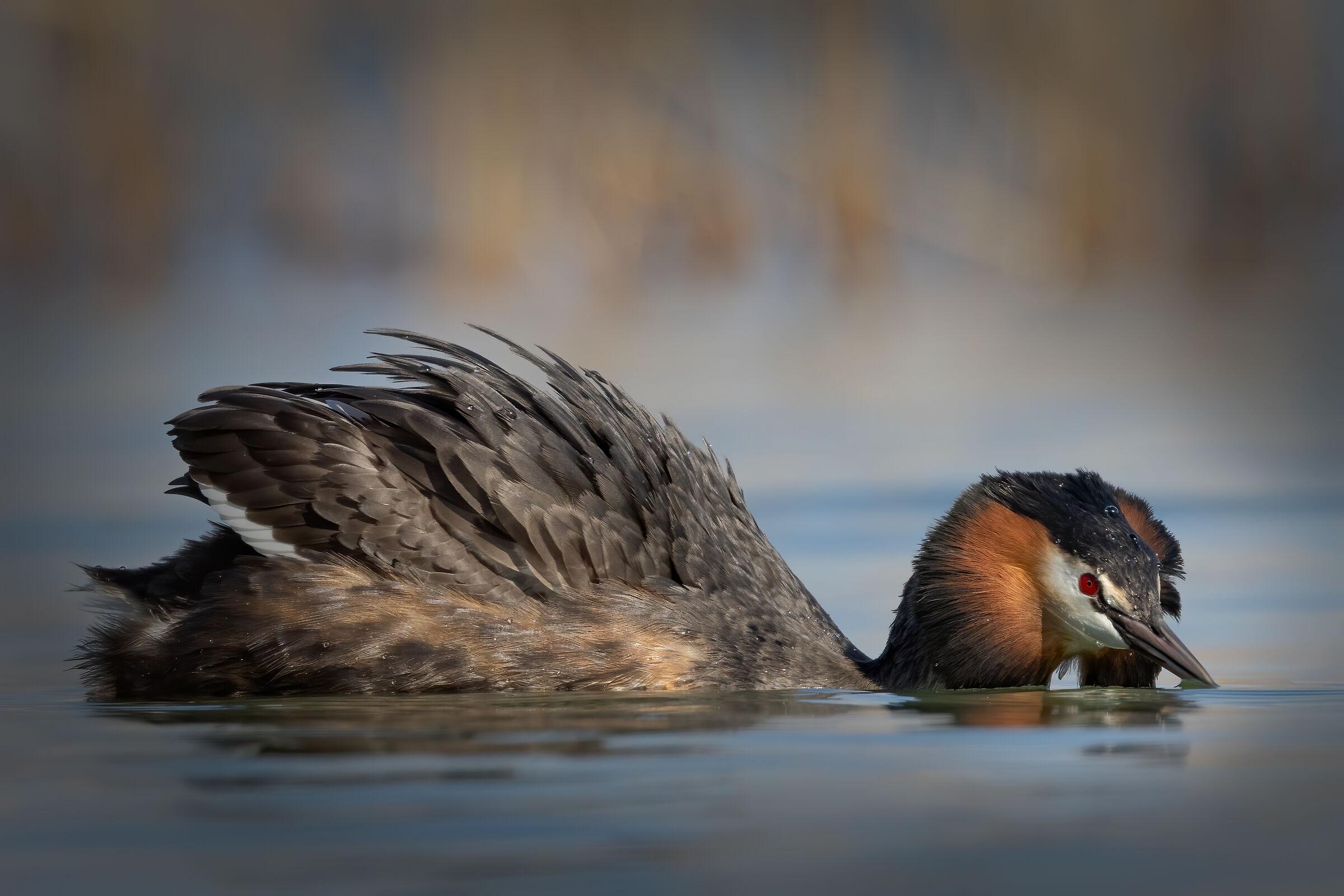 Great crested grebe in the reeds