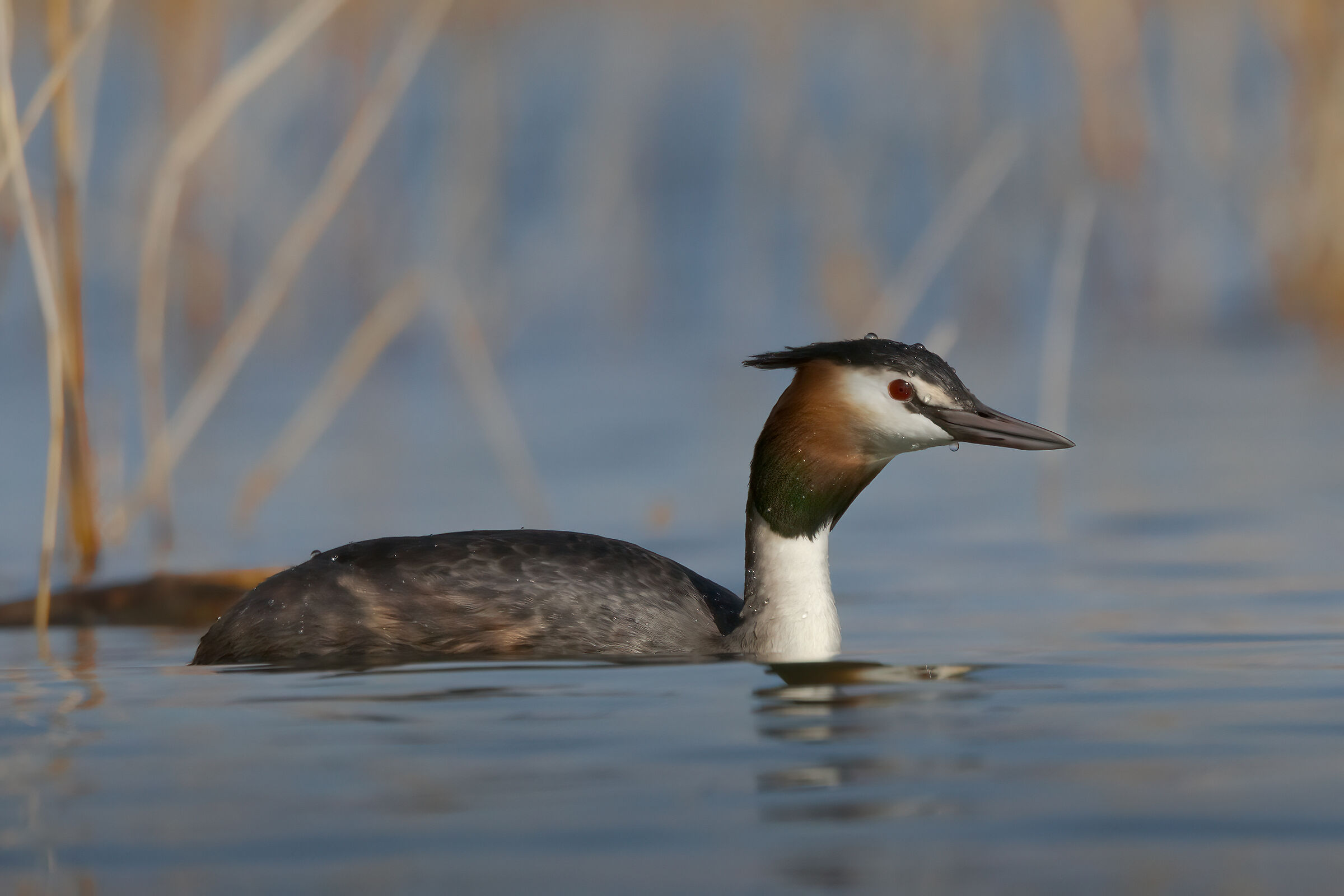 Great crested grebe in the reeds