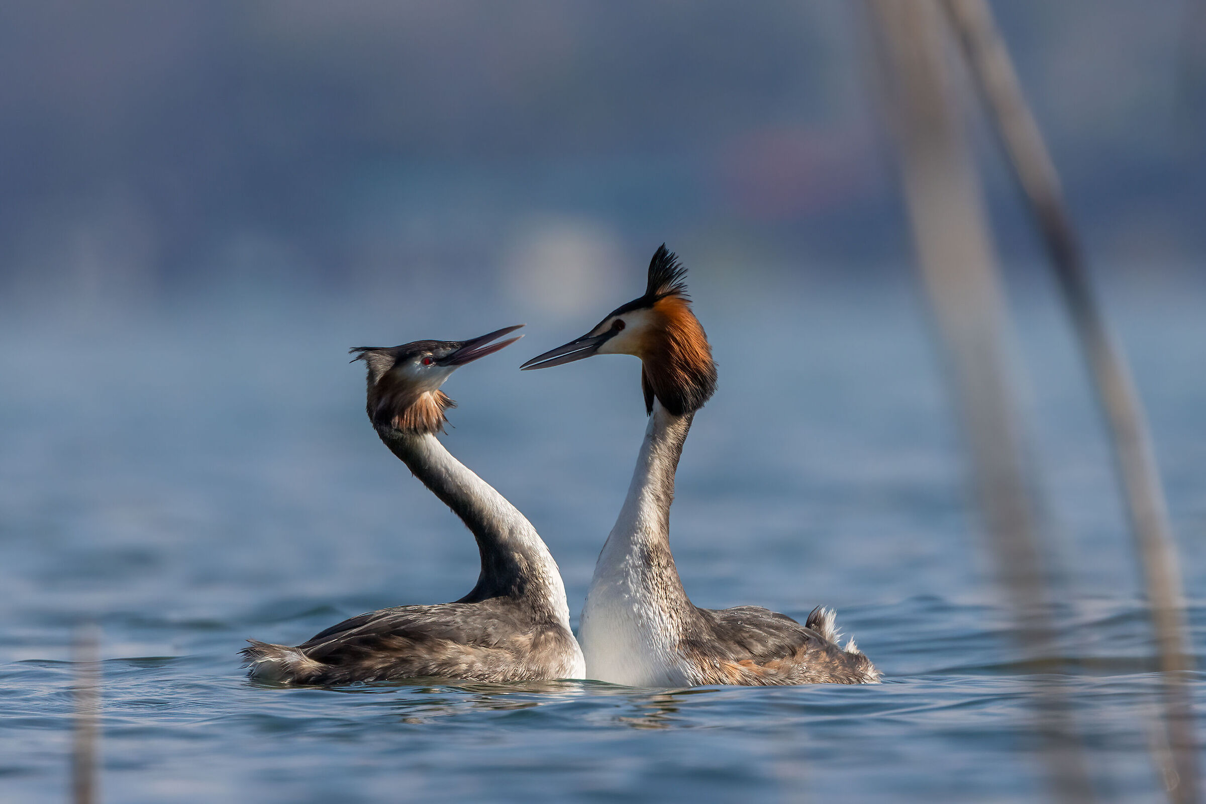 Pair of Great Crested Grebes in courtship