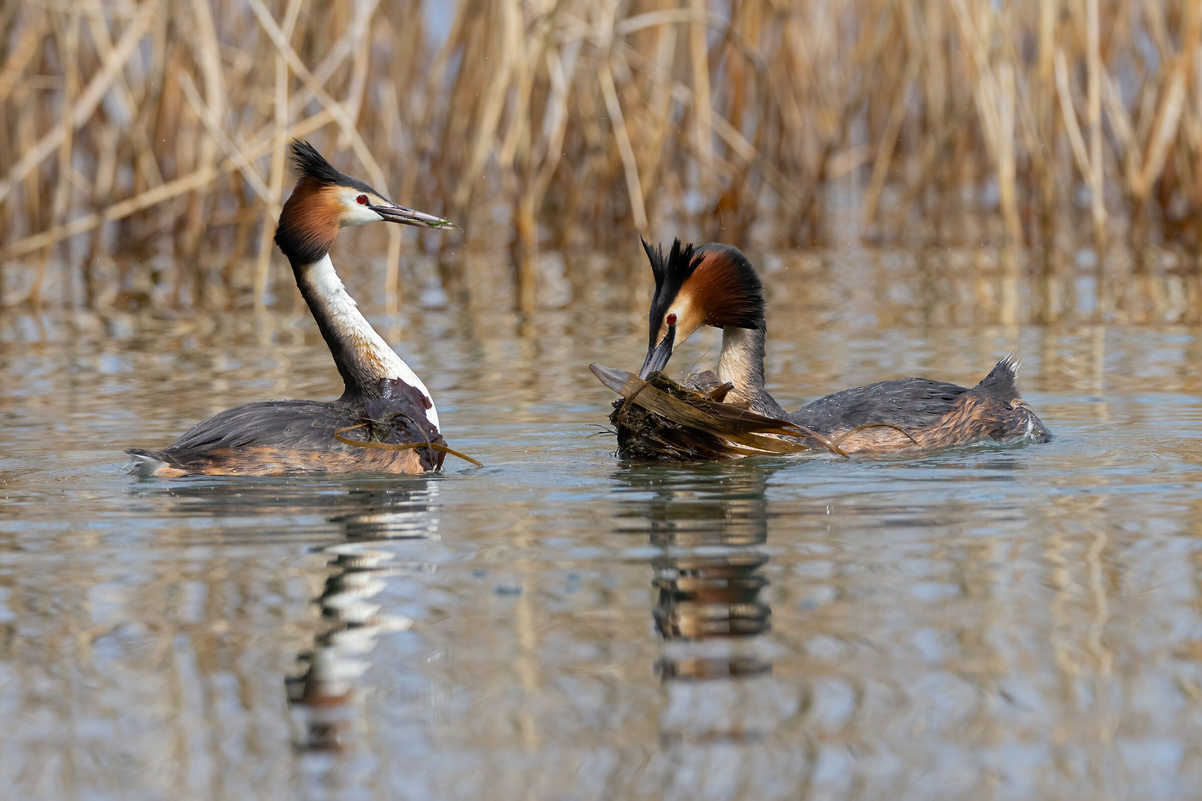 Pair of Great Crested Grebes collaborate for the nest