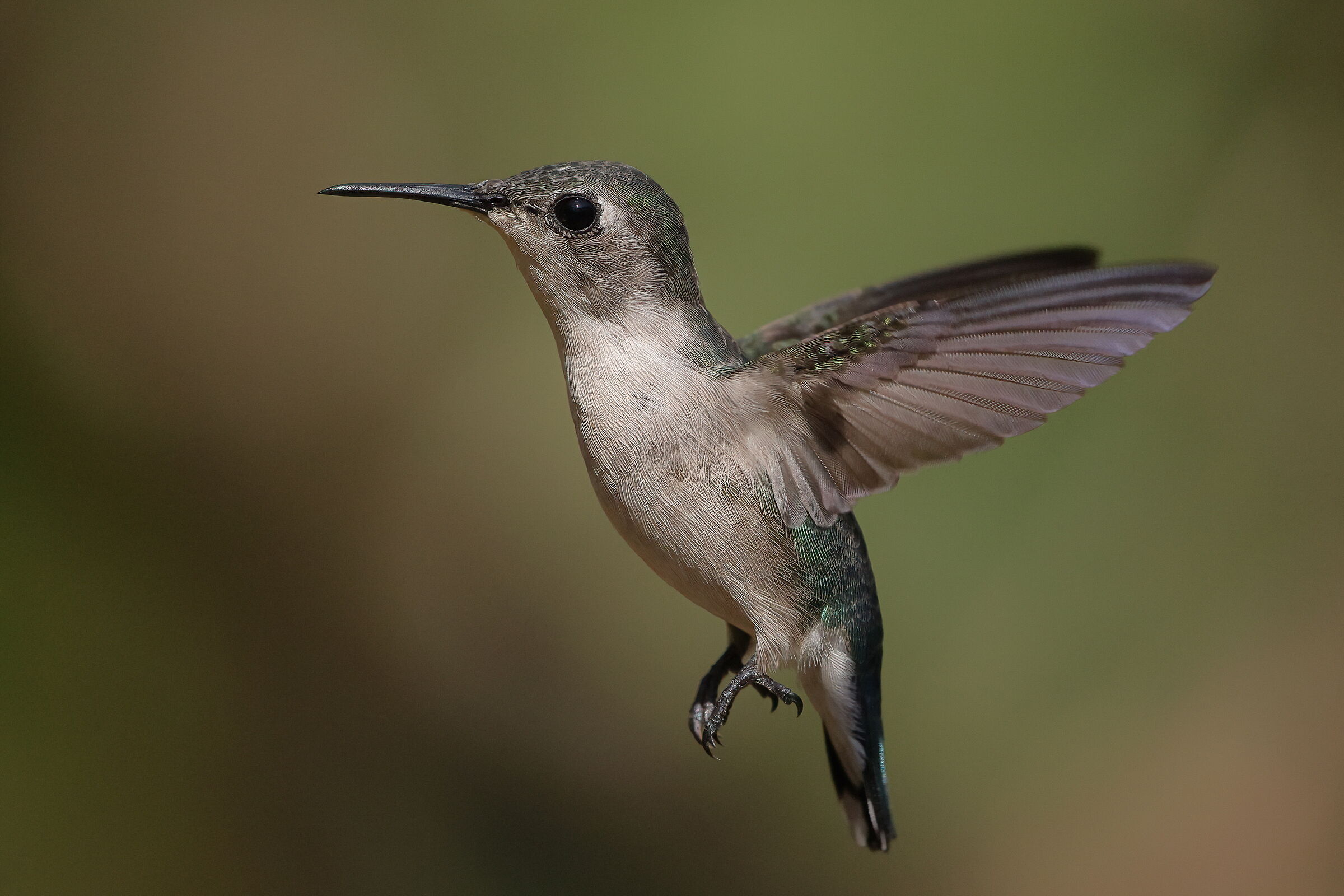 Helen's hummingbirds