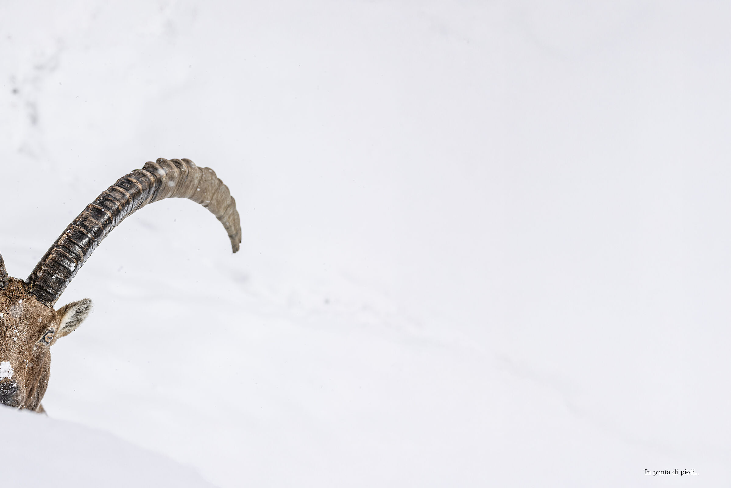 the Monarch of Gran Paradiso in my own way...