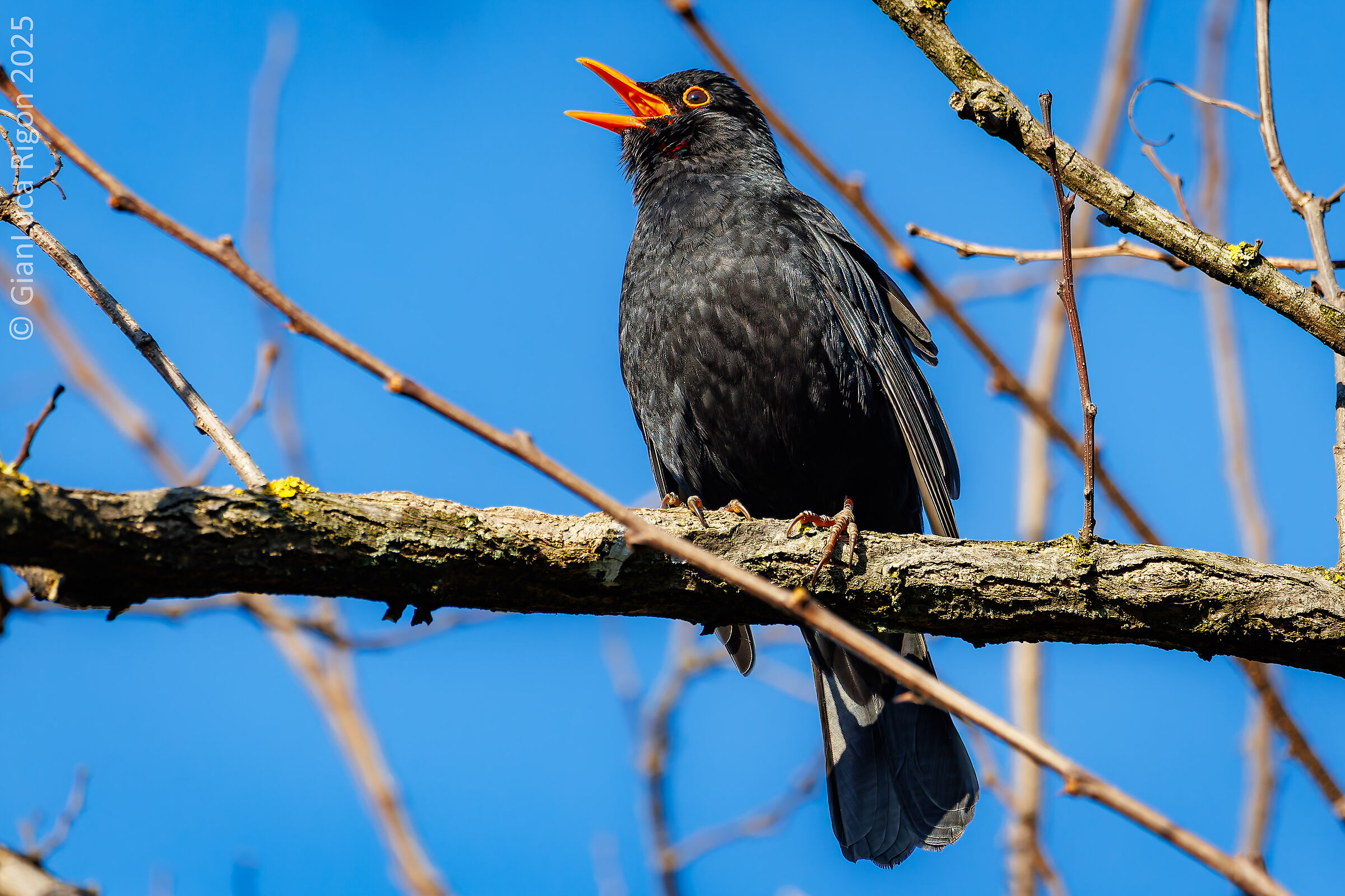 Singing blackbird