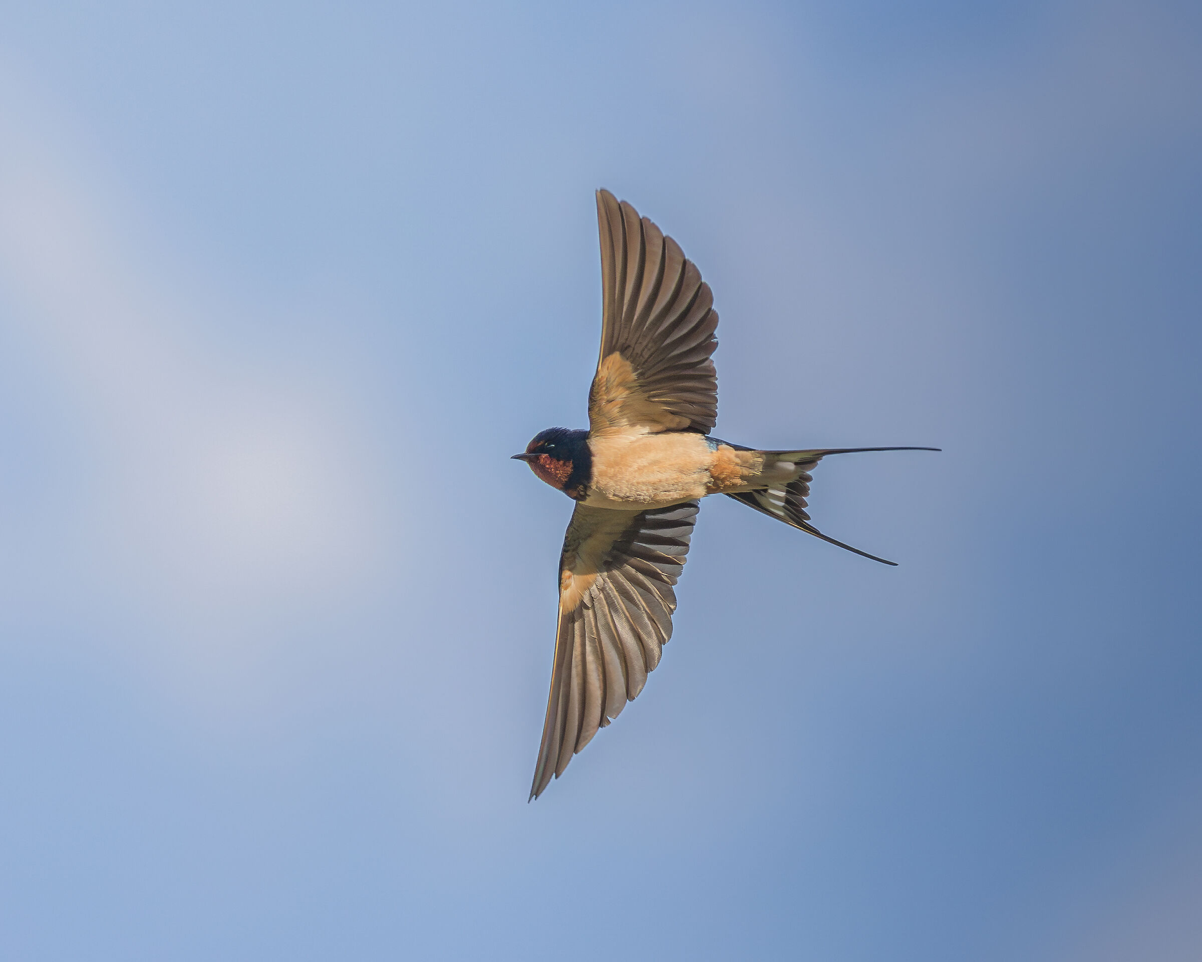 Welcome back swallows
