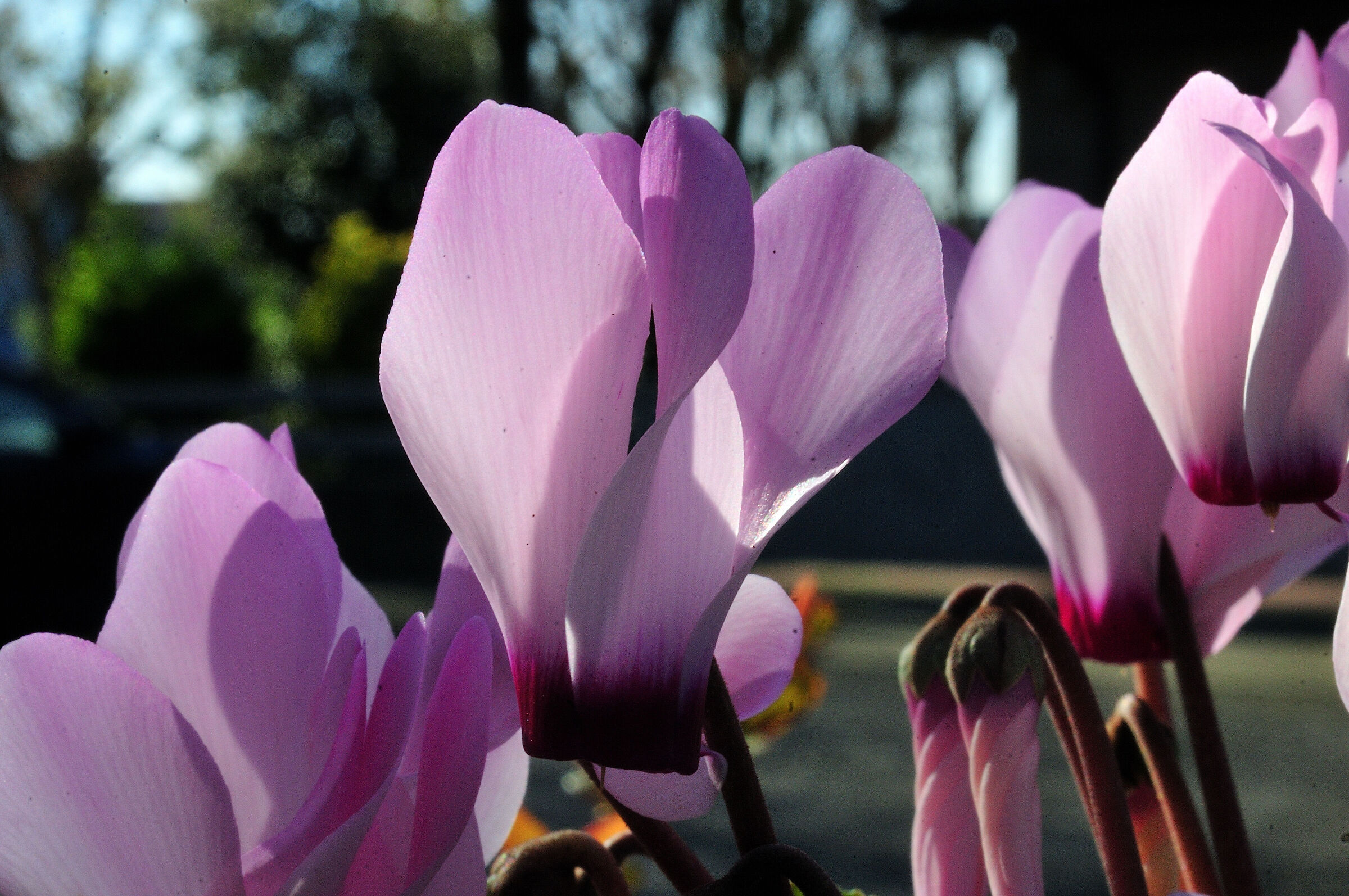 Cyclamen