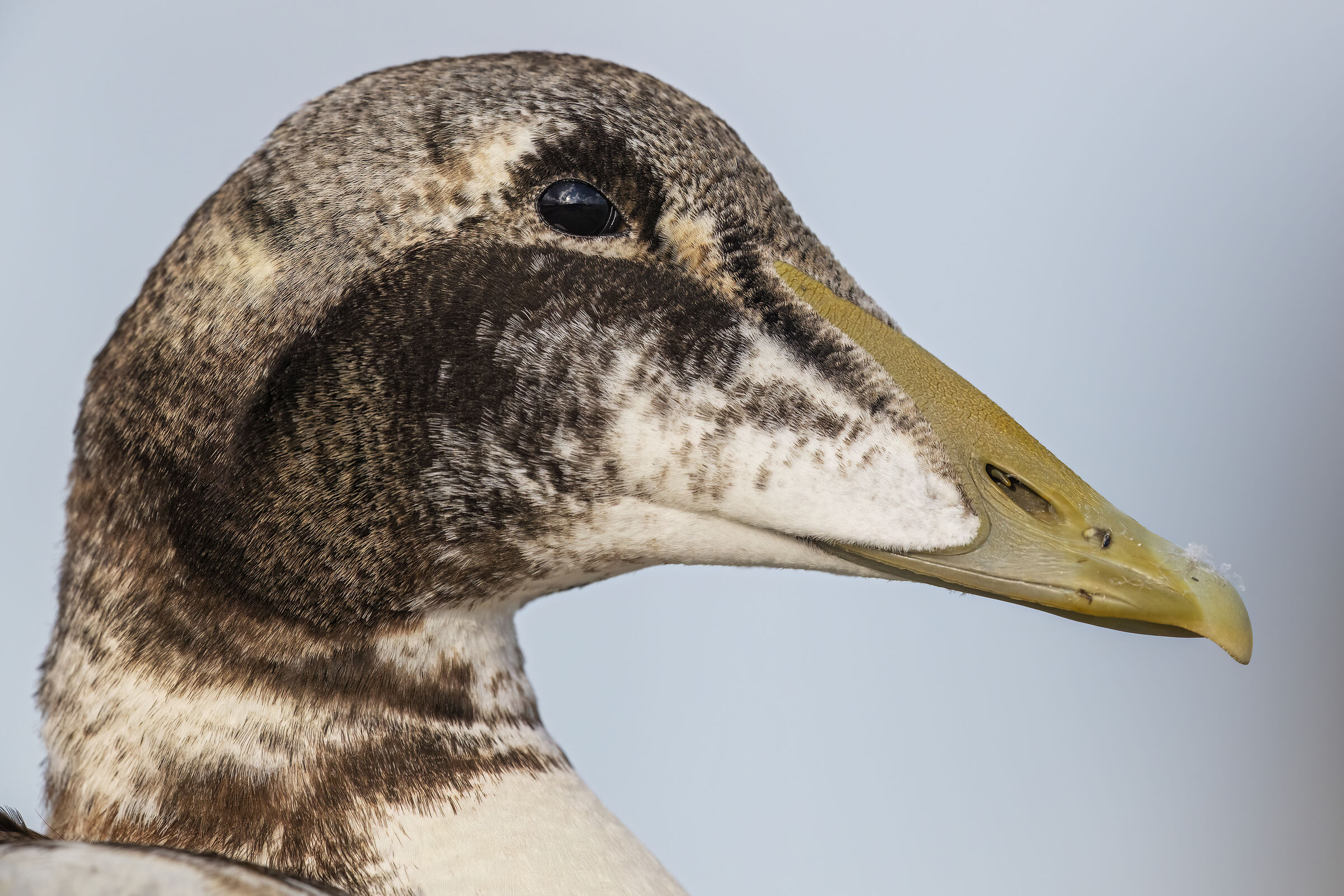 Edredone....un po troppo vicino!