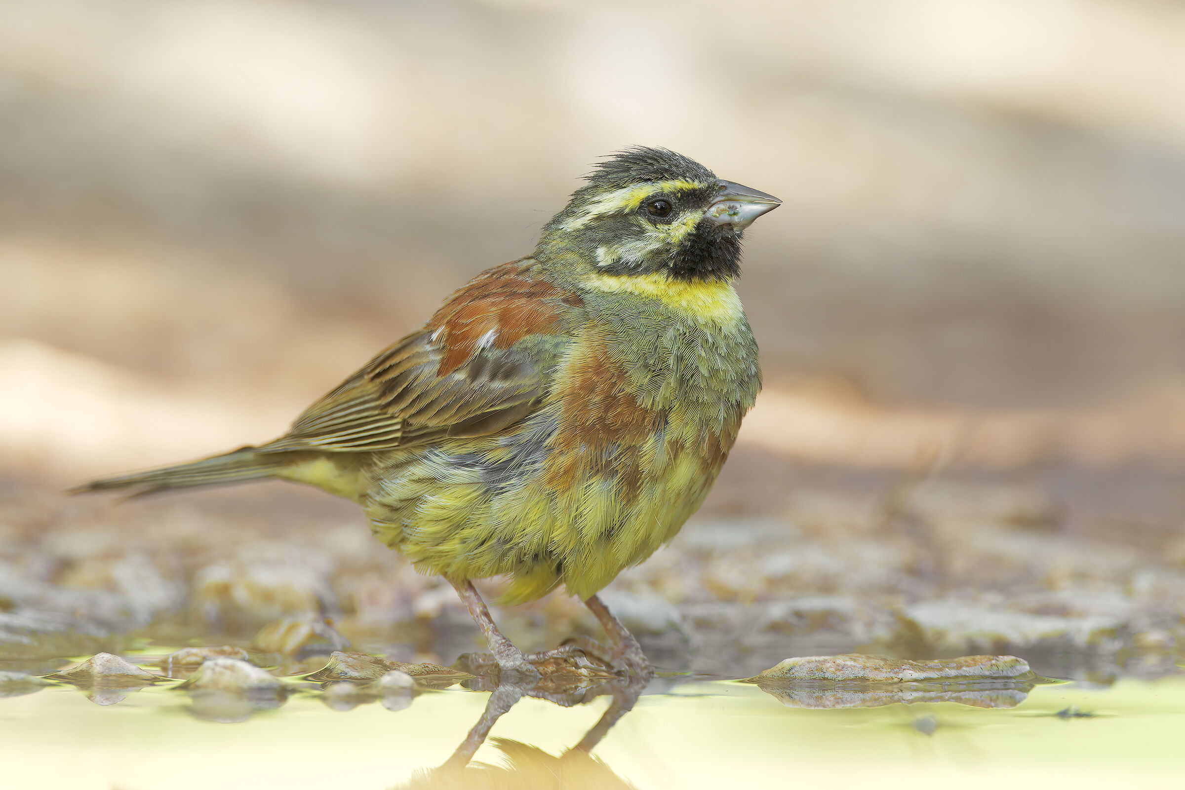 Cirl bunting