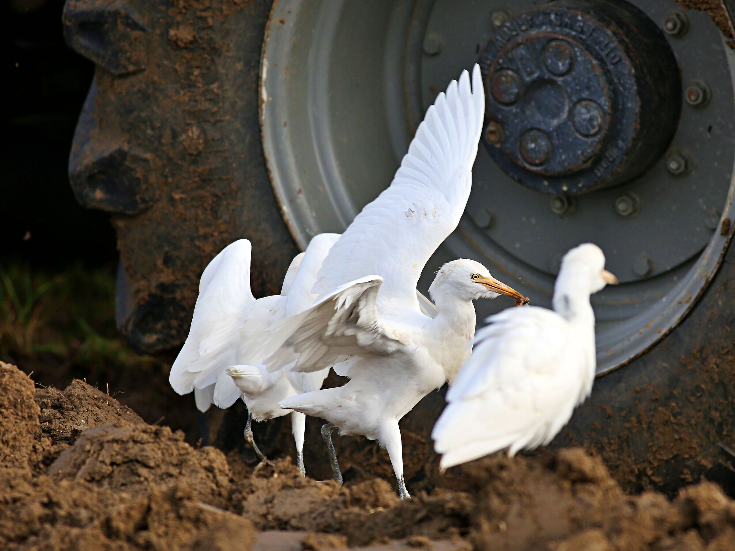 Air. cattle egrets