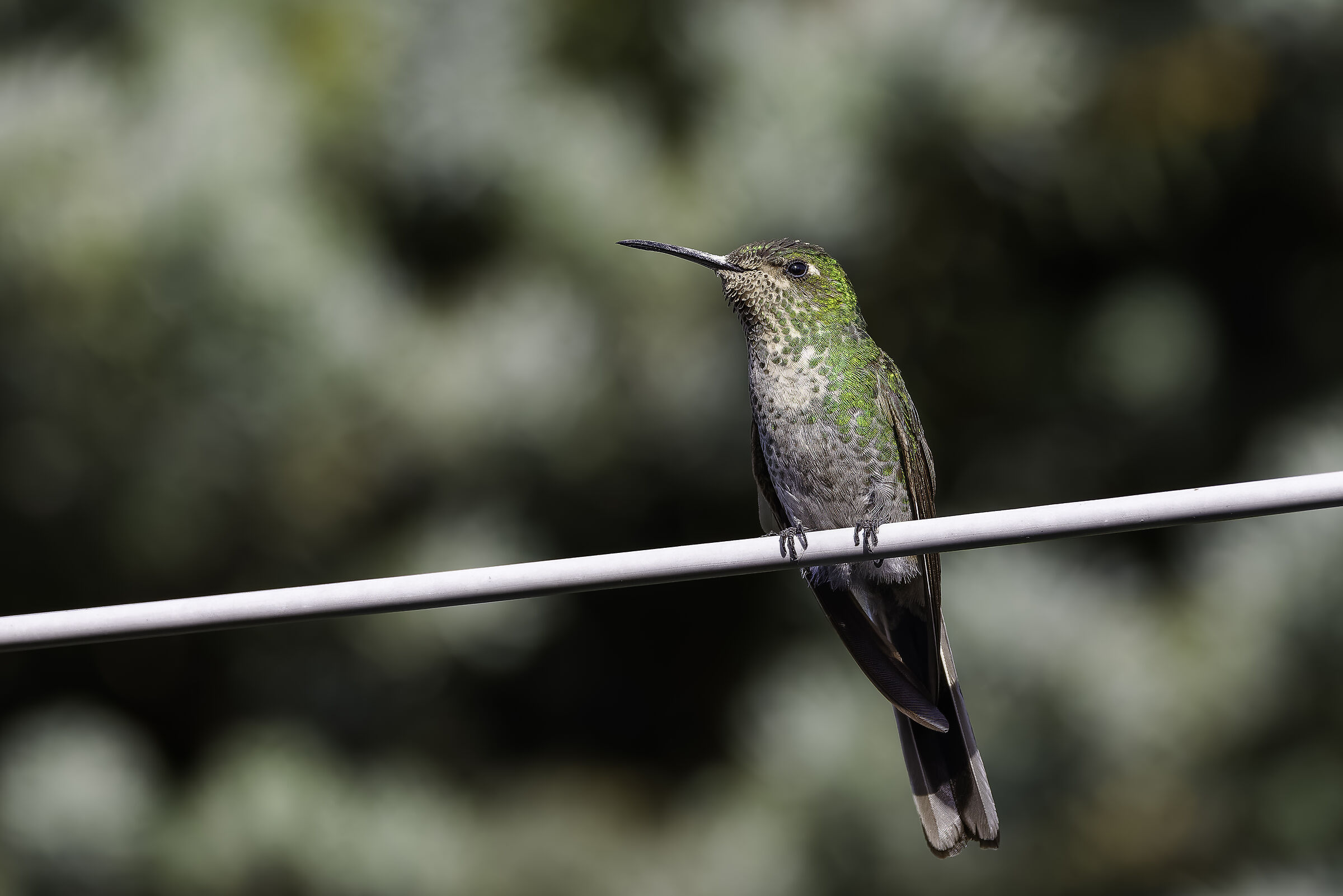 Colibrì lucidus