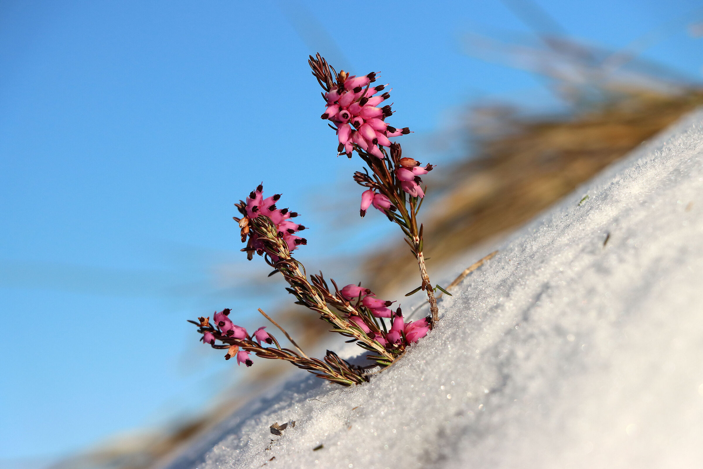 Winter lash with heather