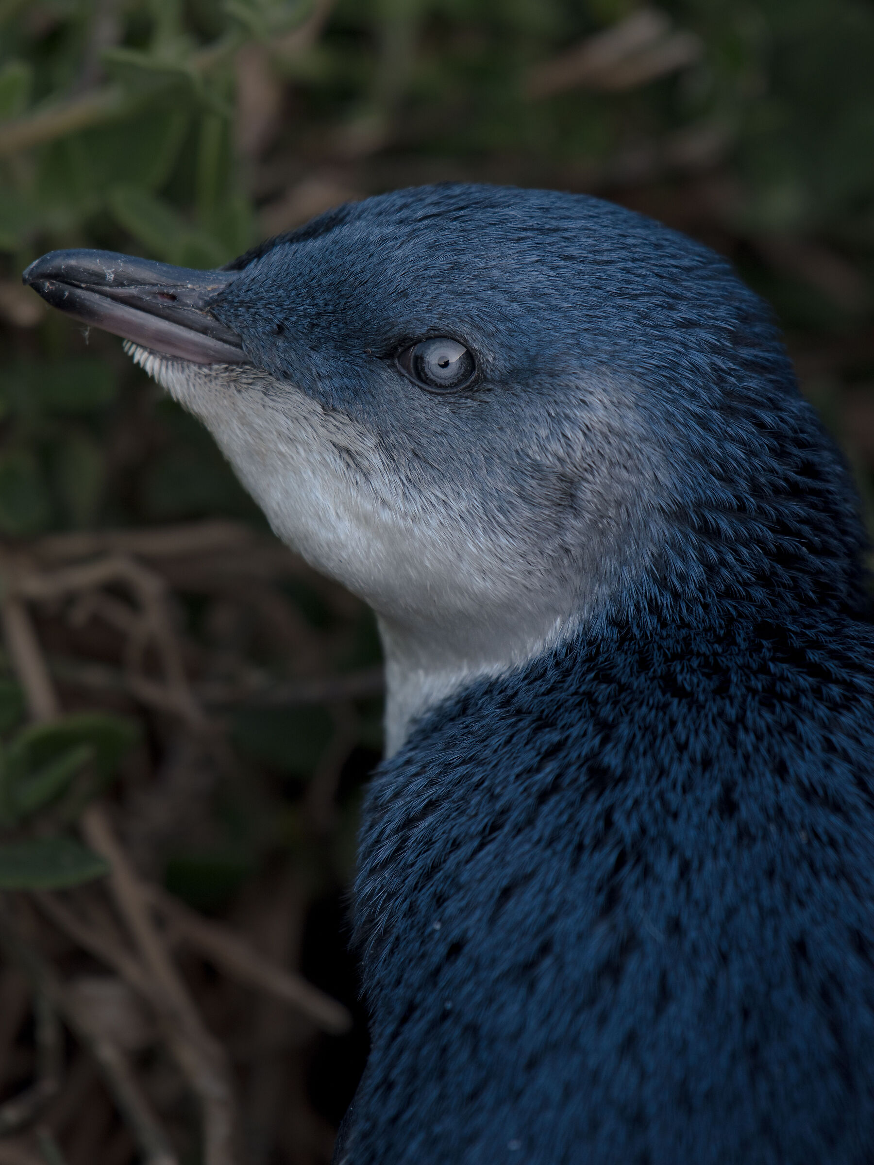 Pinguino blu