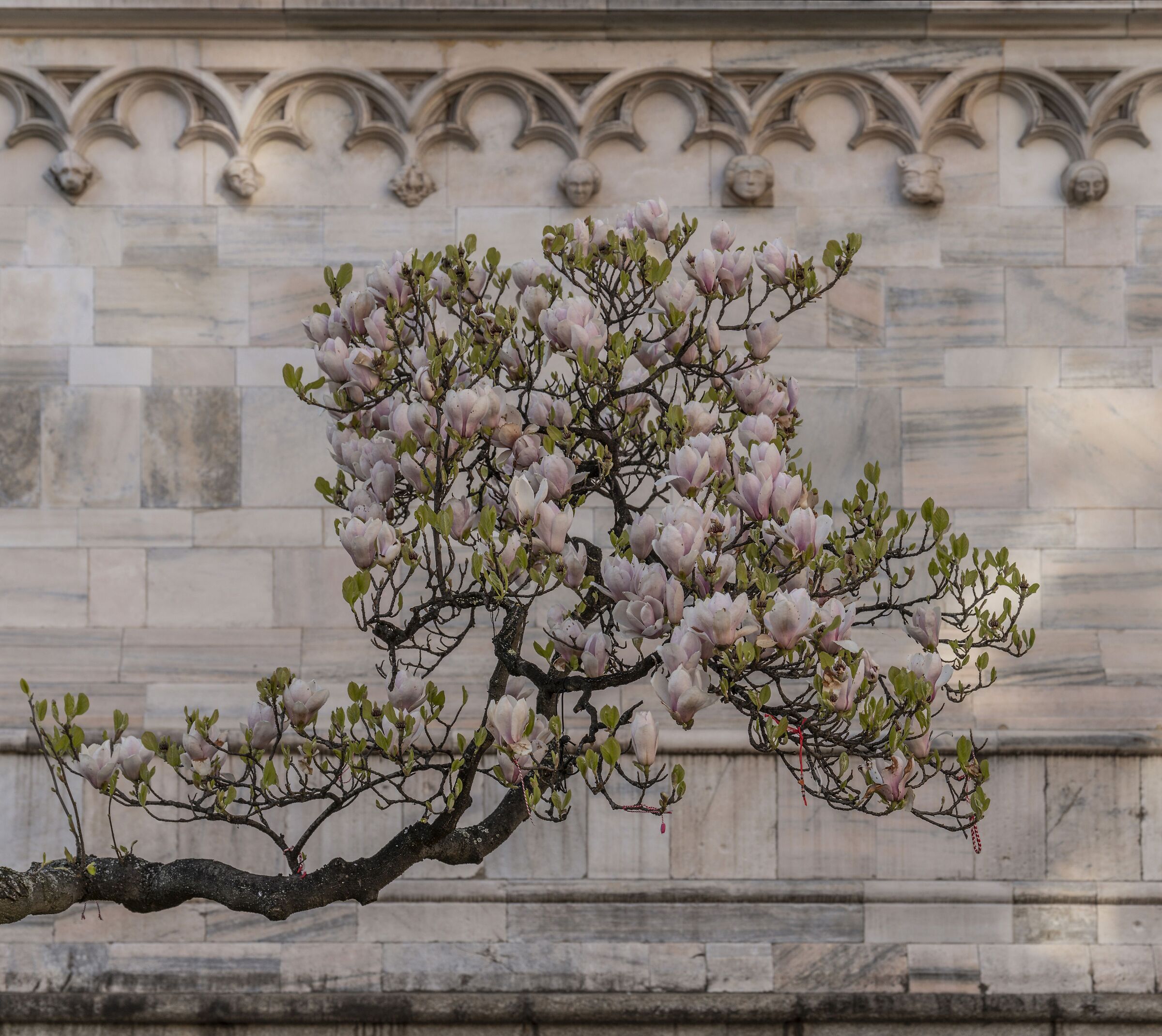 "Magnolia Denudata" in Piazza Duomo -18/03/2025, 16:26