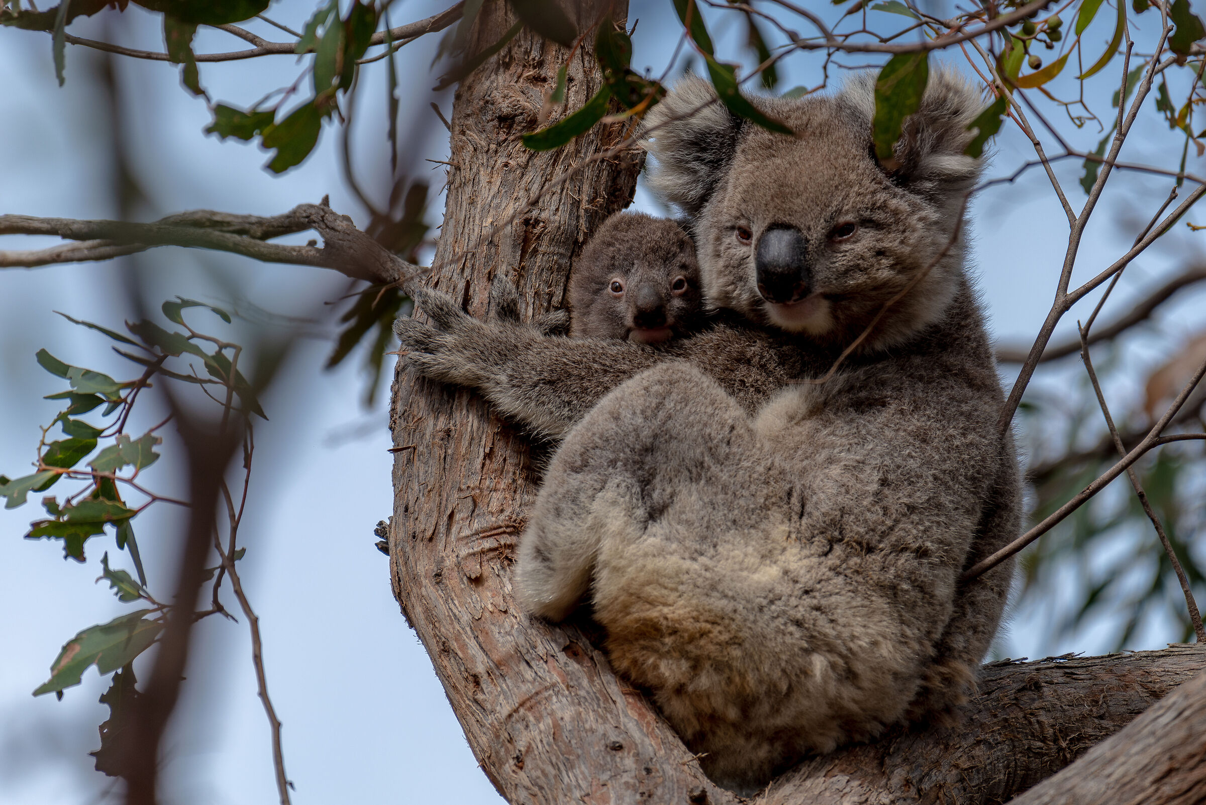 Mamma koala con cucciolo