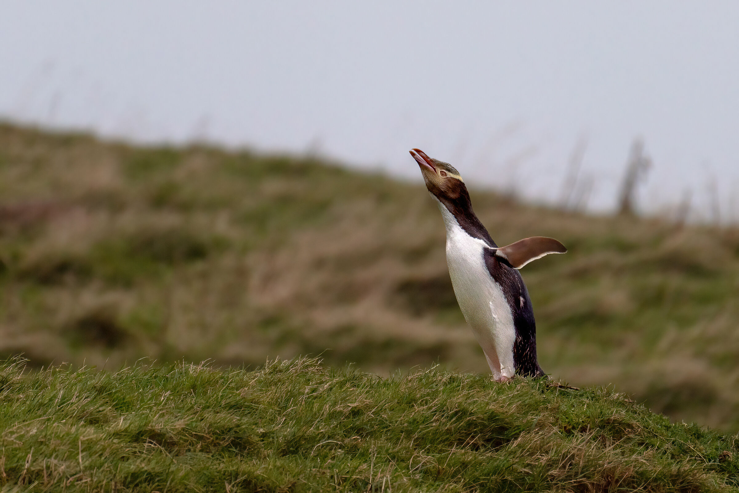 Pinguino occhi gialli
