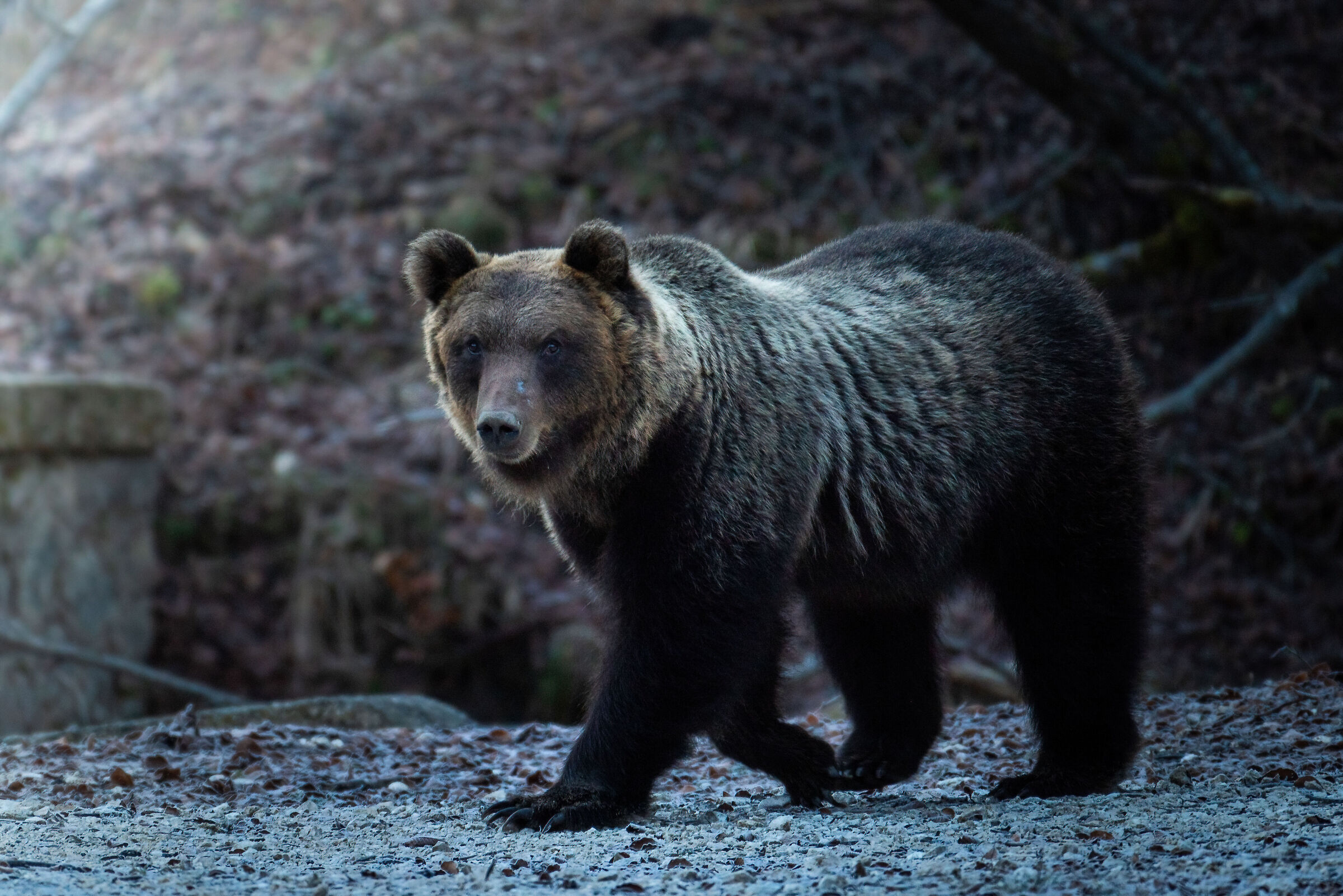 Orso bruno marsicano