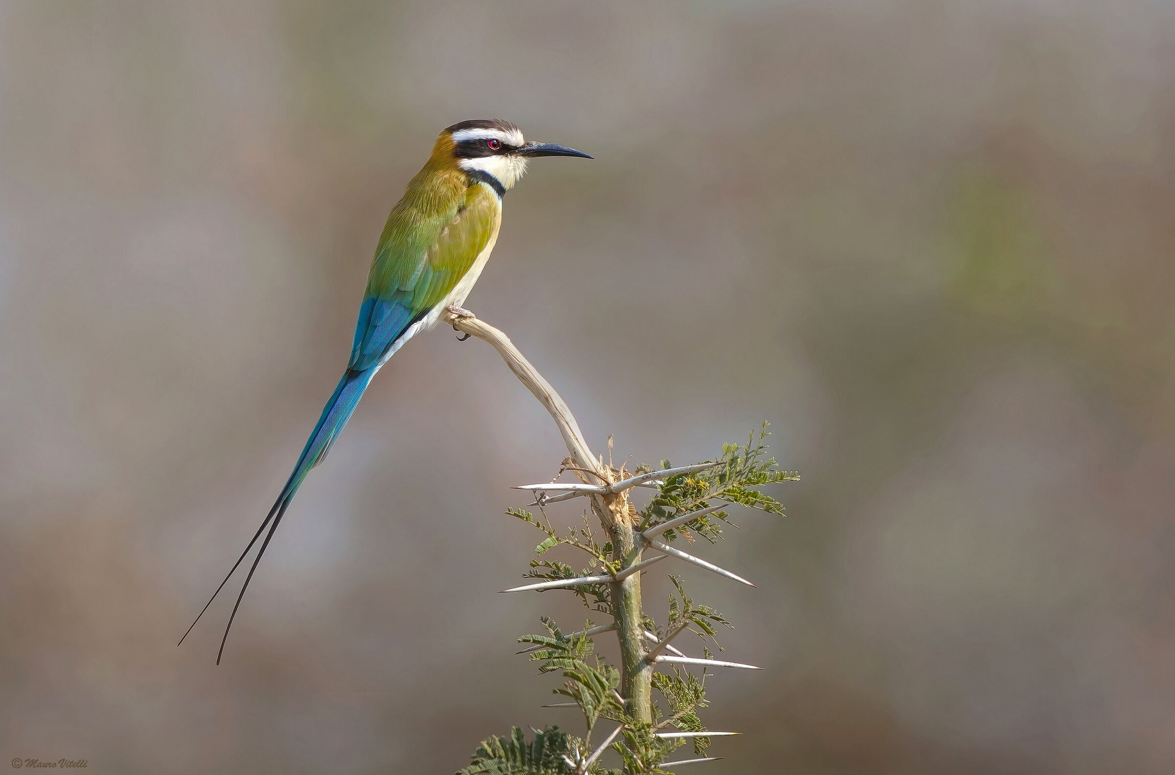 Gruccione golabianca (Merops albicollis)