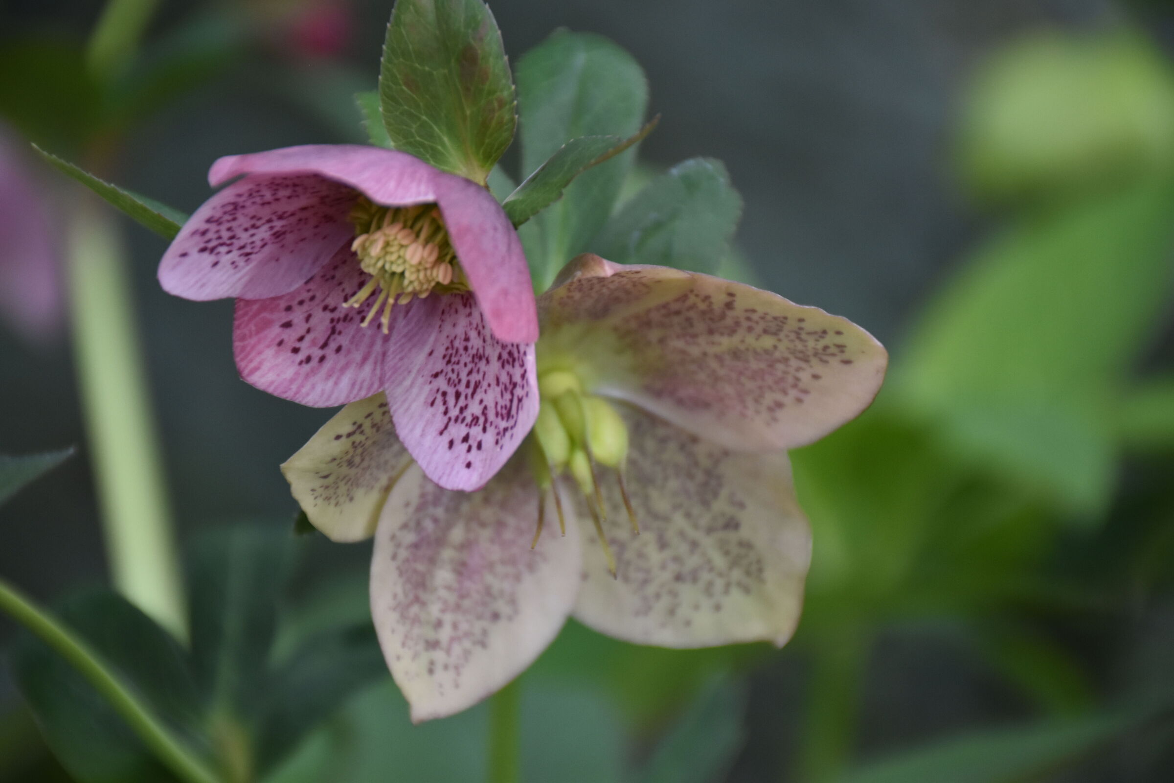 Helleborus