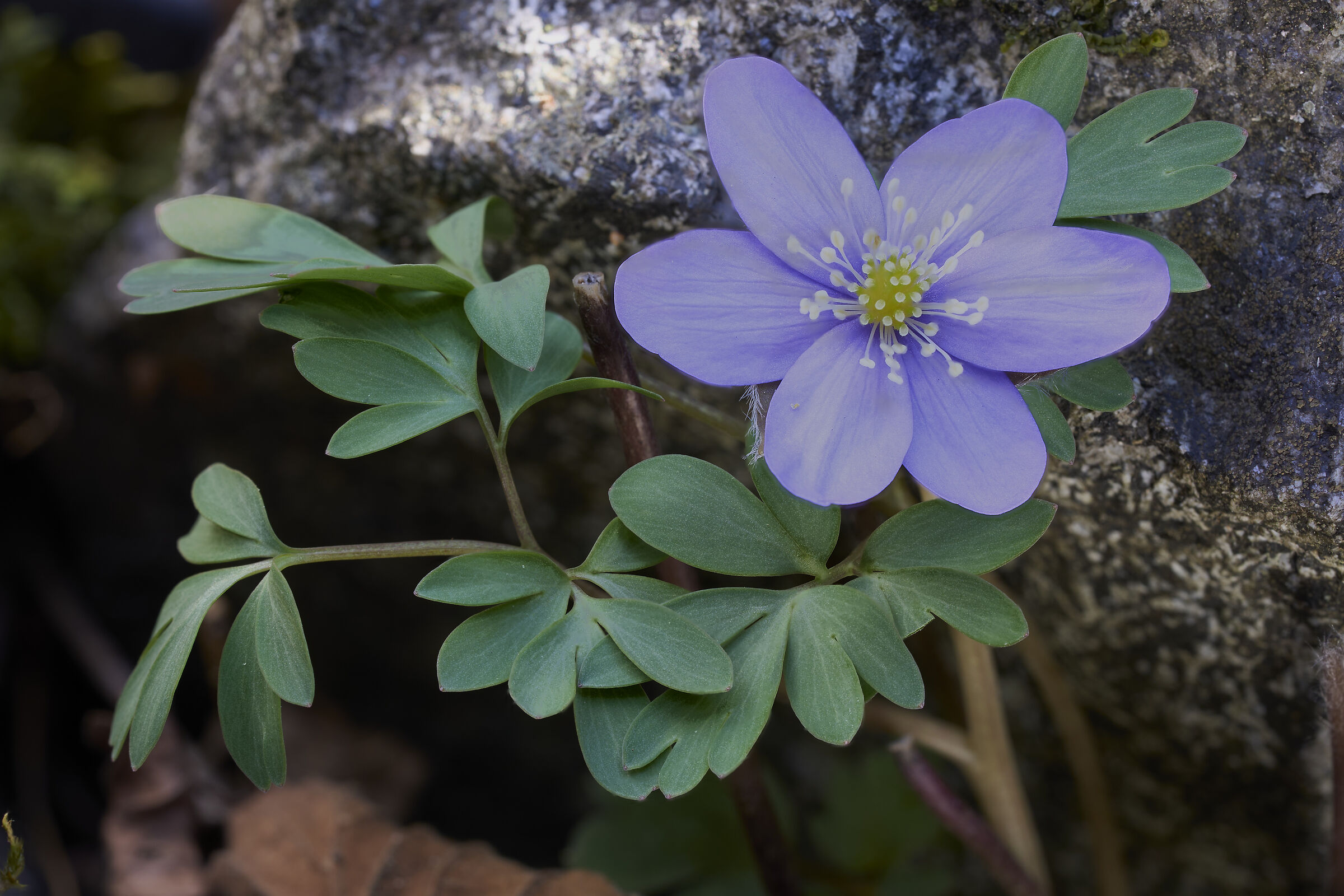 Hepatica nobilis