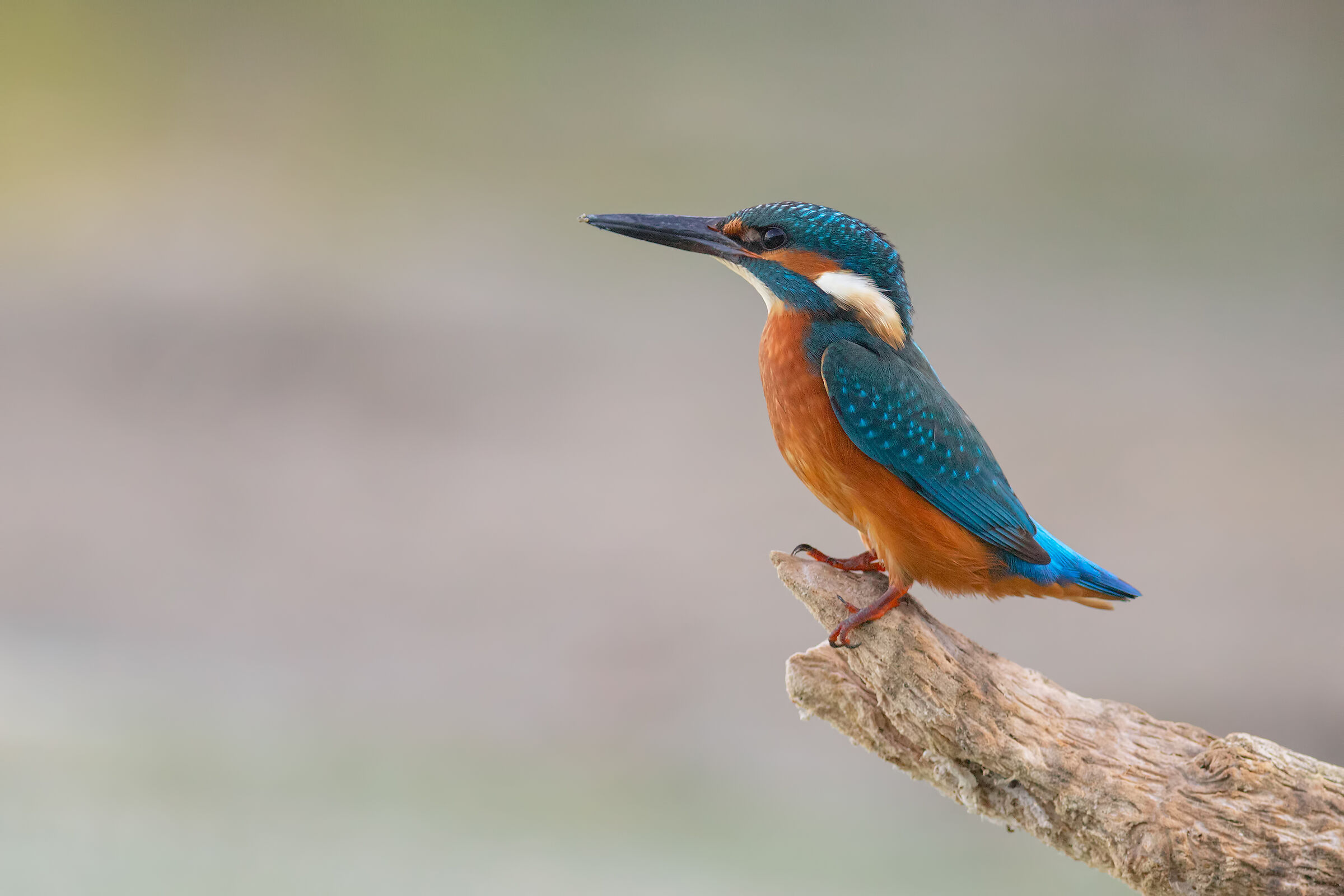 Kingfisher
