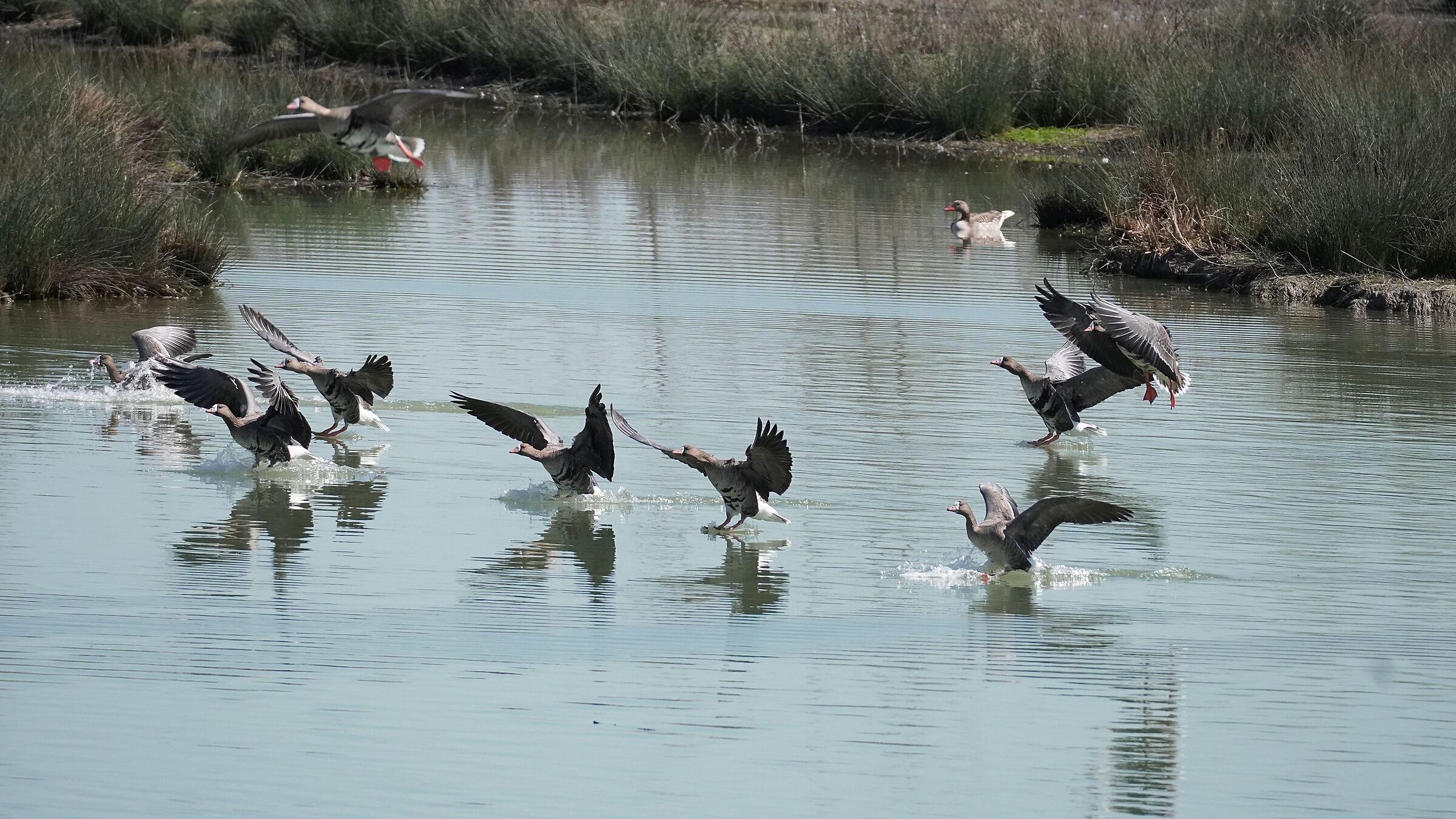 Land-fronted geese landing