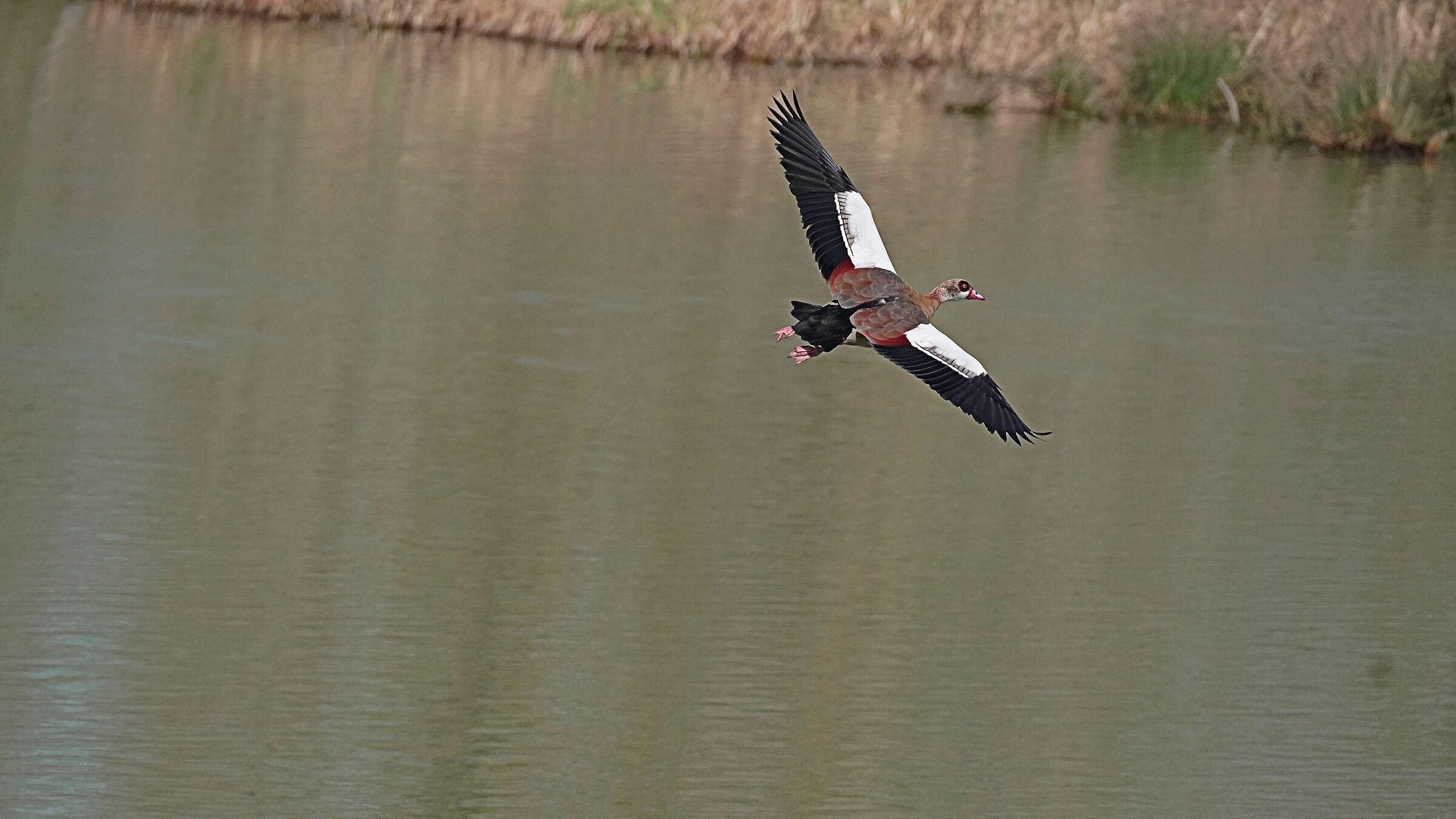Egyptian goose in flight