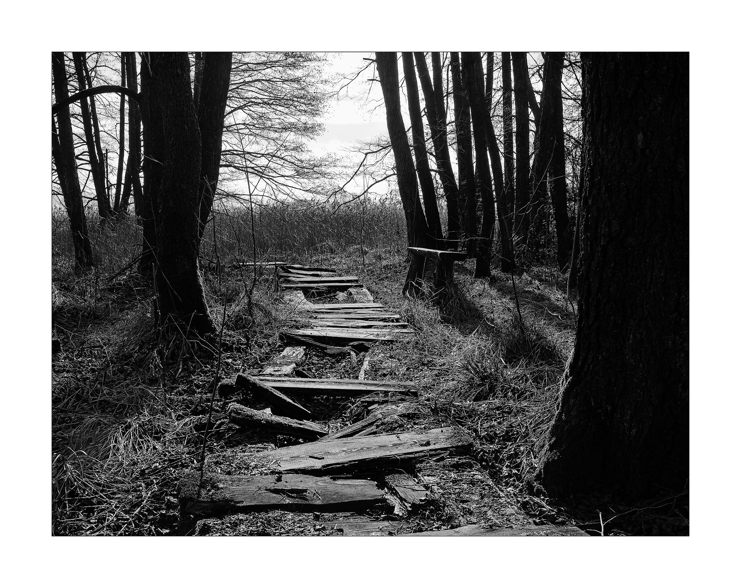 Forgotten Path