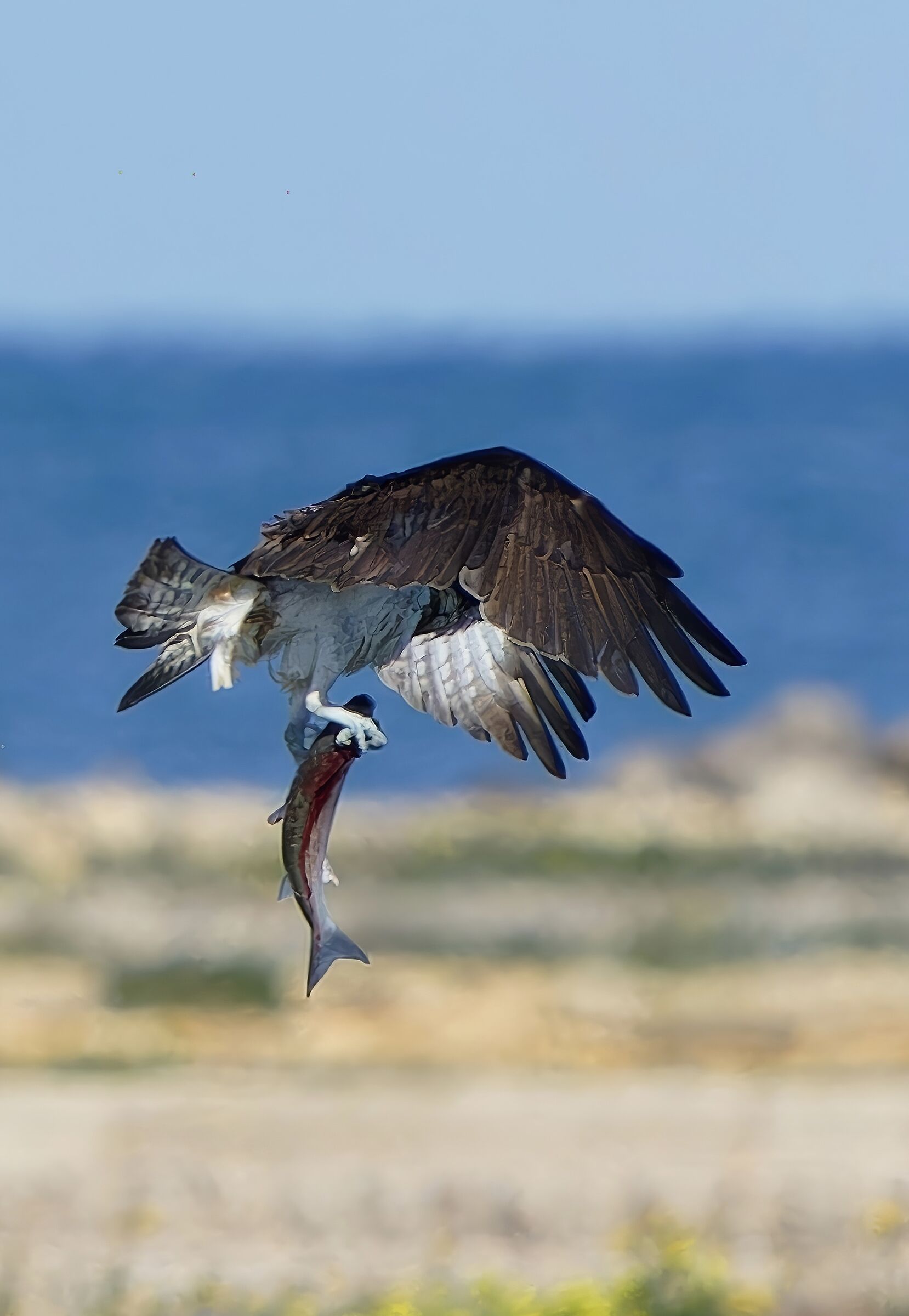 Osprey