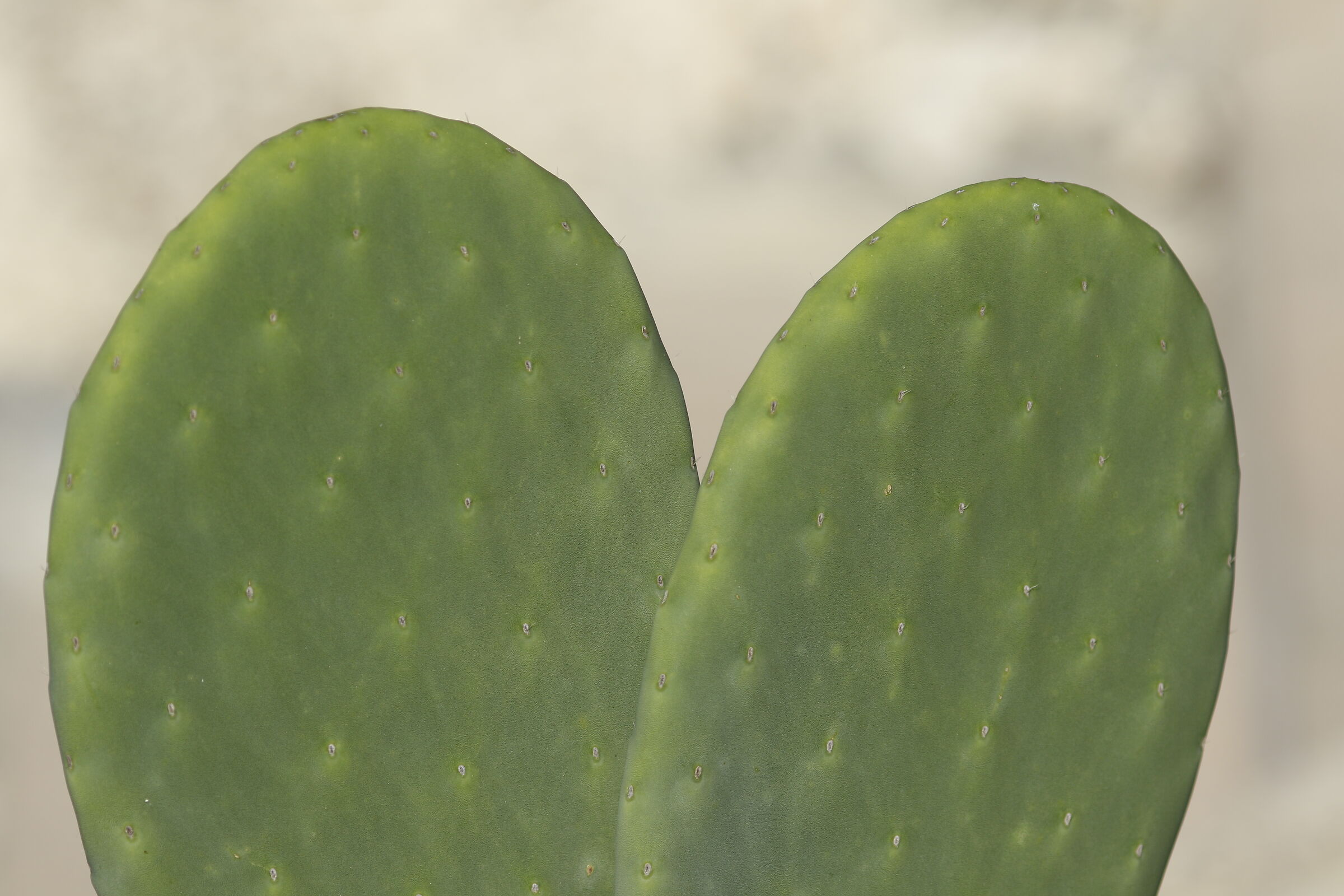 " Crop 300 " Canon 125 F. 2 L+ TC 1.4x iii, 7 D II