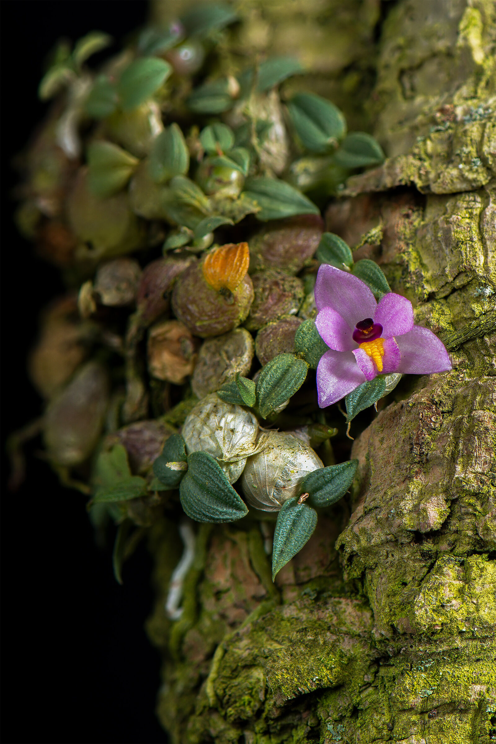 Constantine Cristina