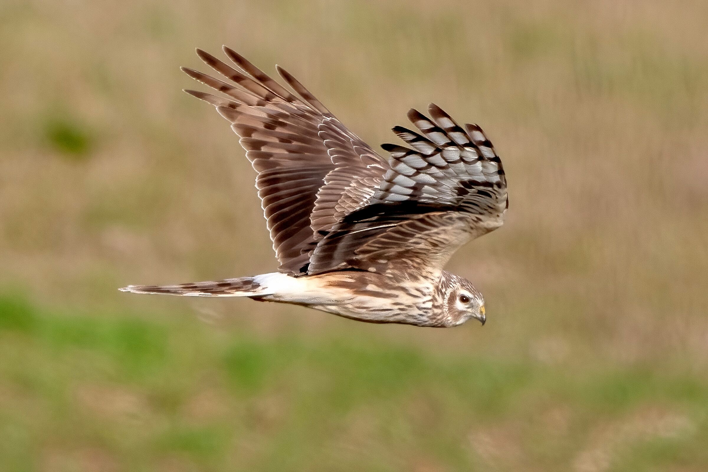 Albanella reale (Circus cyaneus)