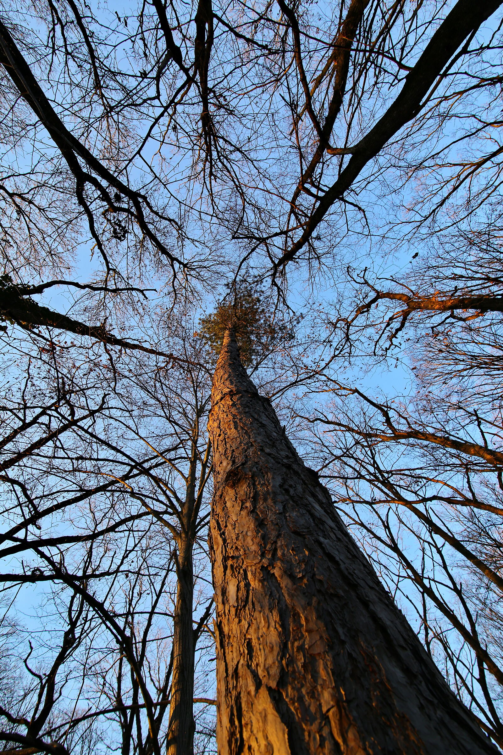 Pine