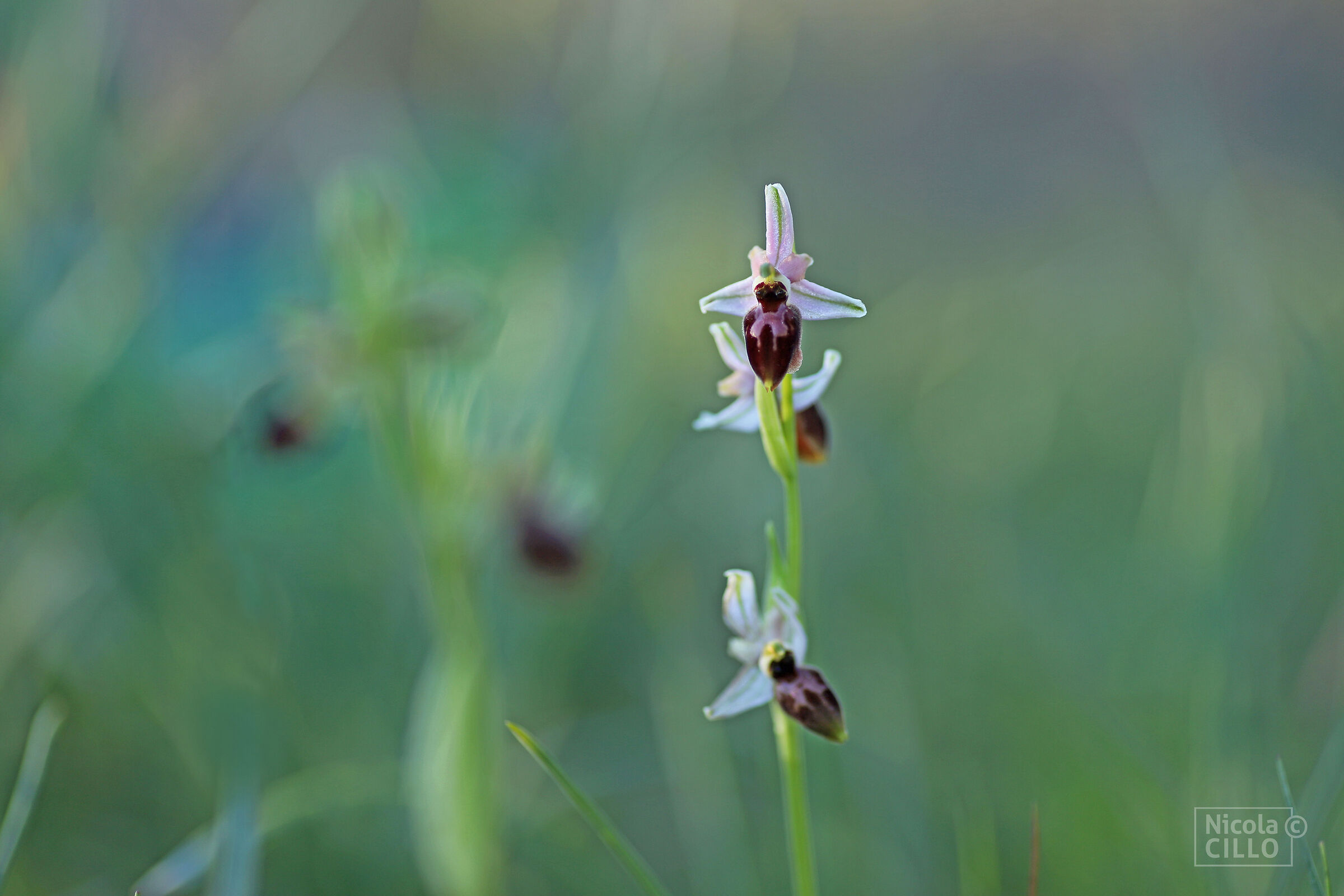 Ophrys mateolana