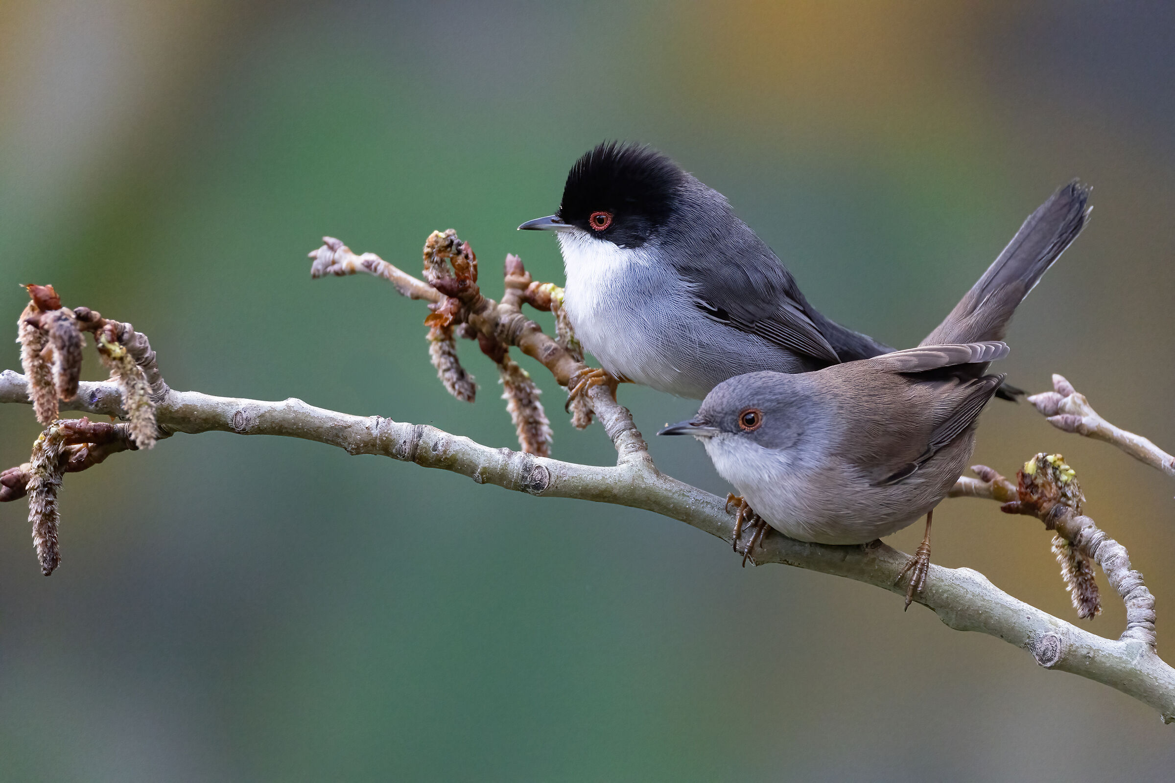 Occhiocotto couple