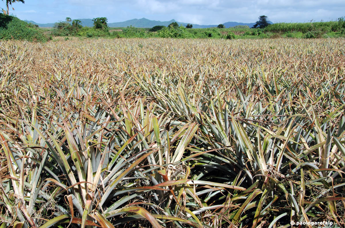 Campo di Ananas