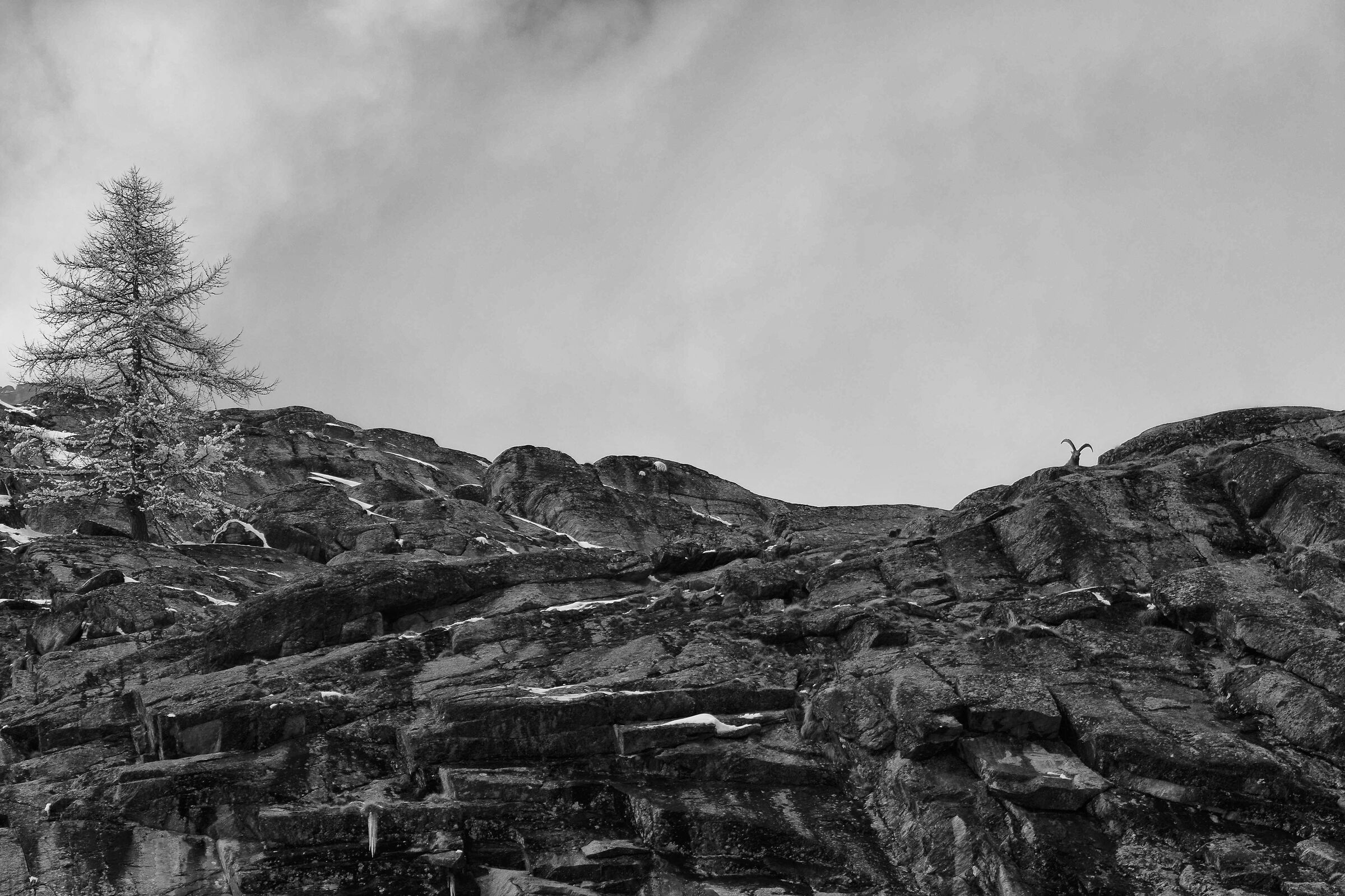 The Sentinel