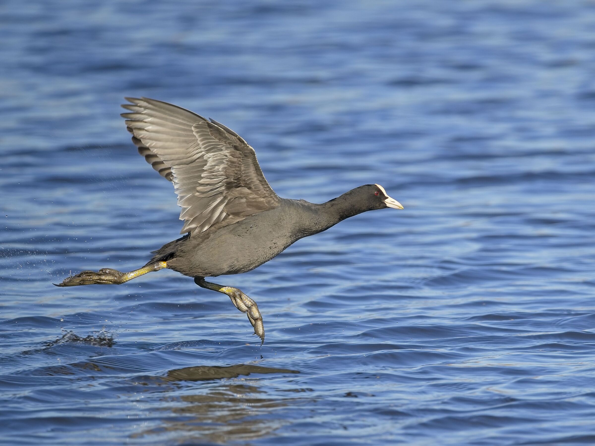 Coot
