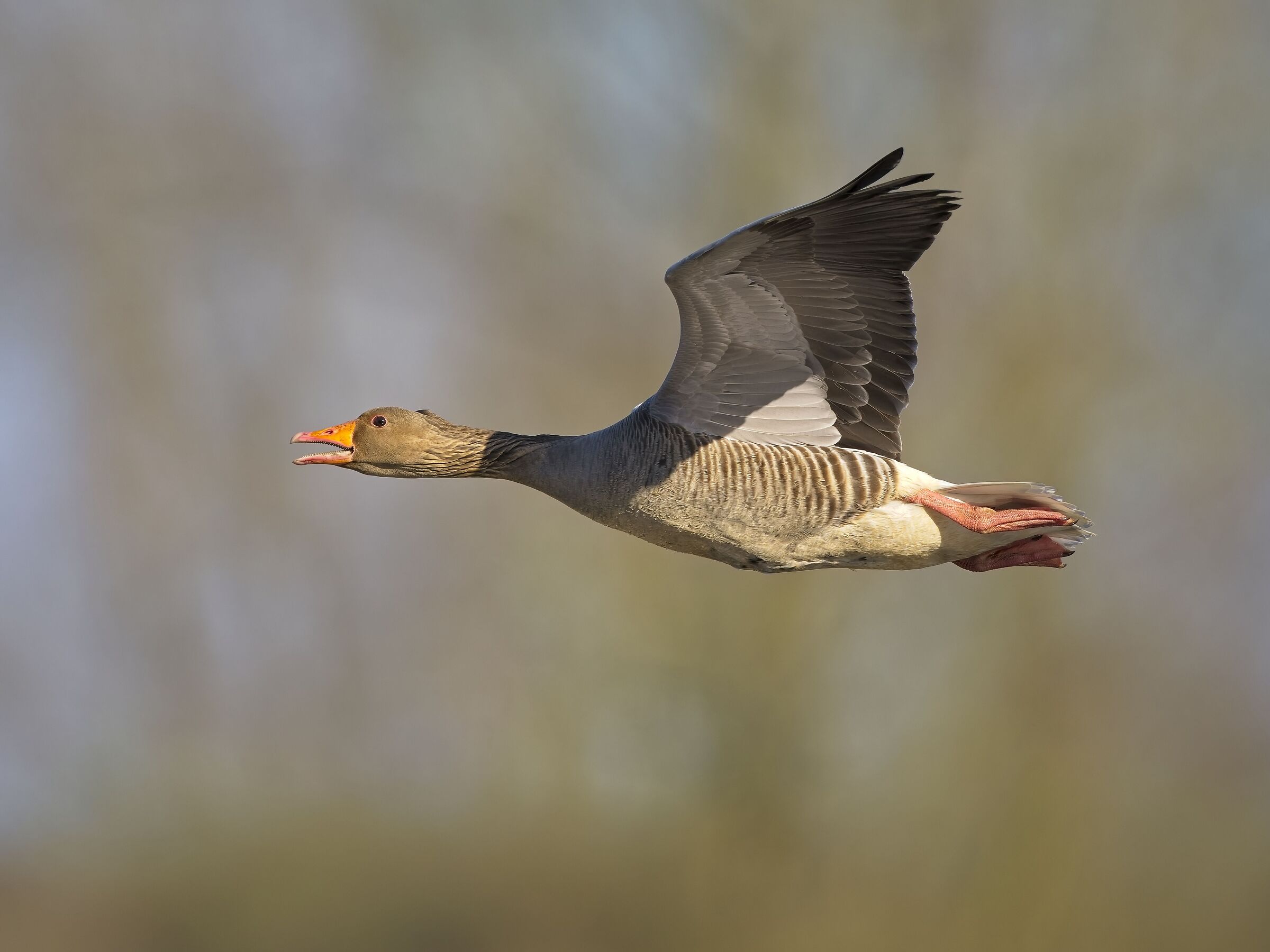 Grey legged goose