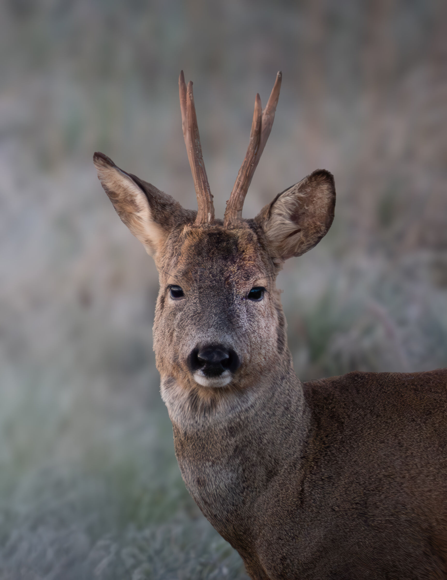 Roebuck