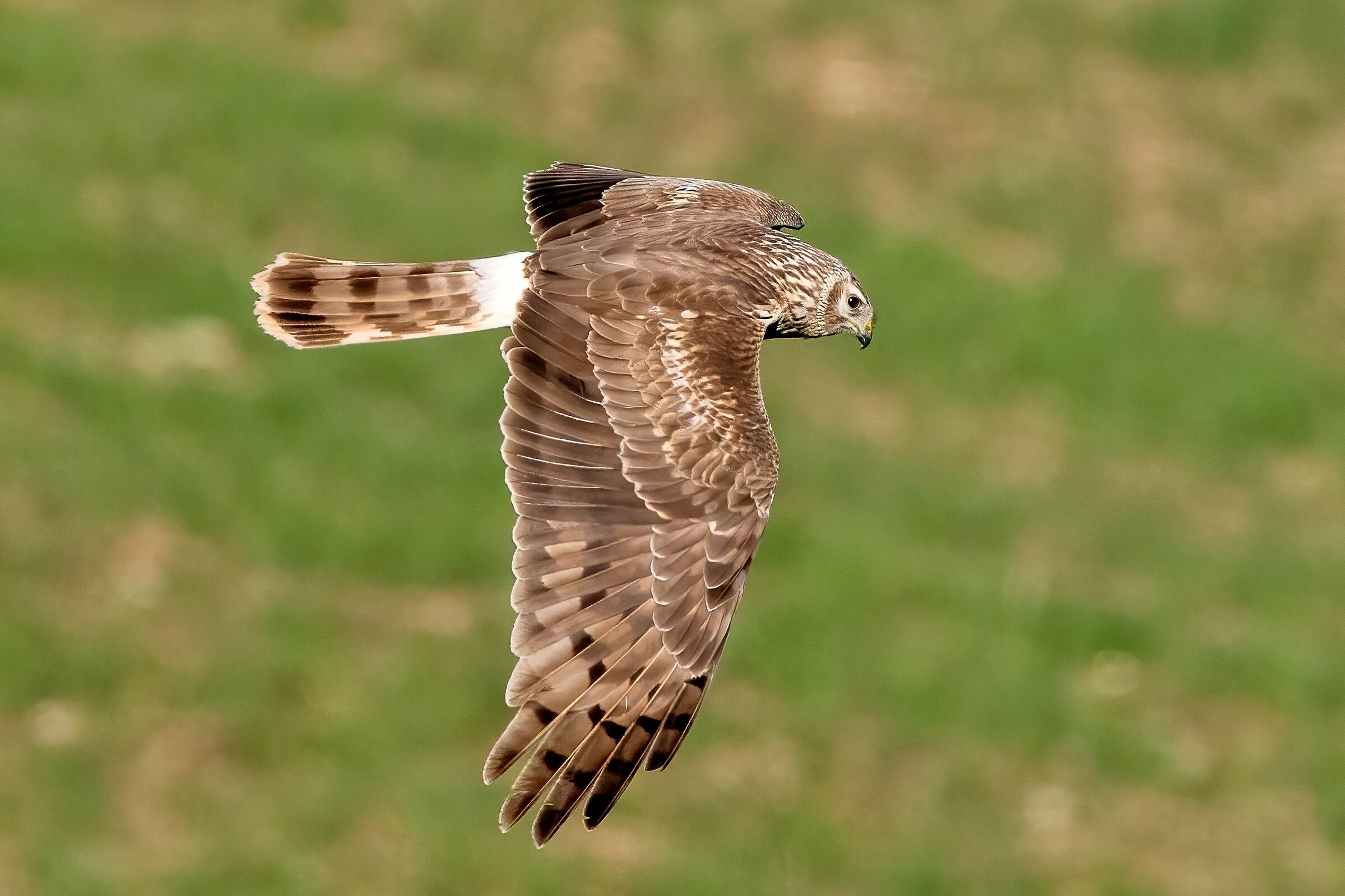 Montagu's Harrier (Circus pygargus)