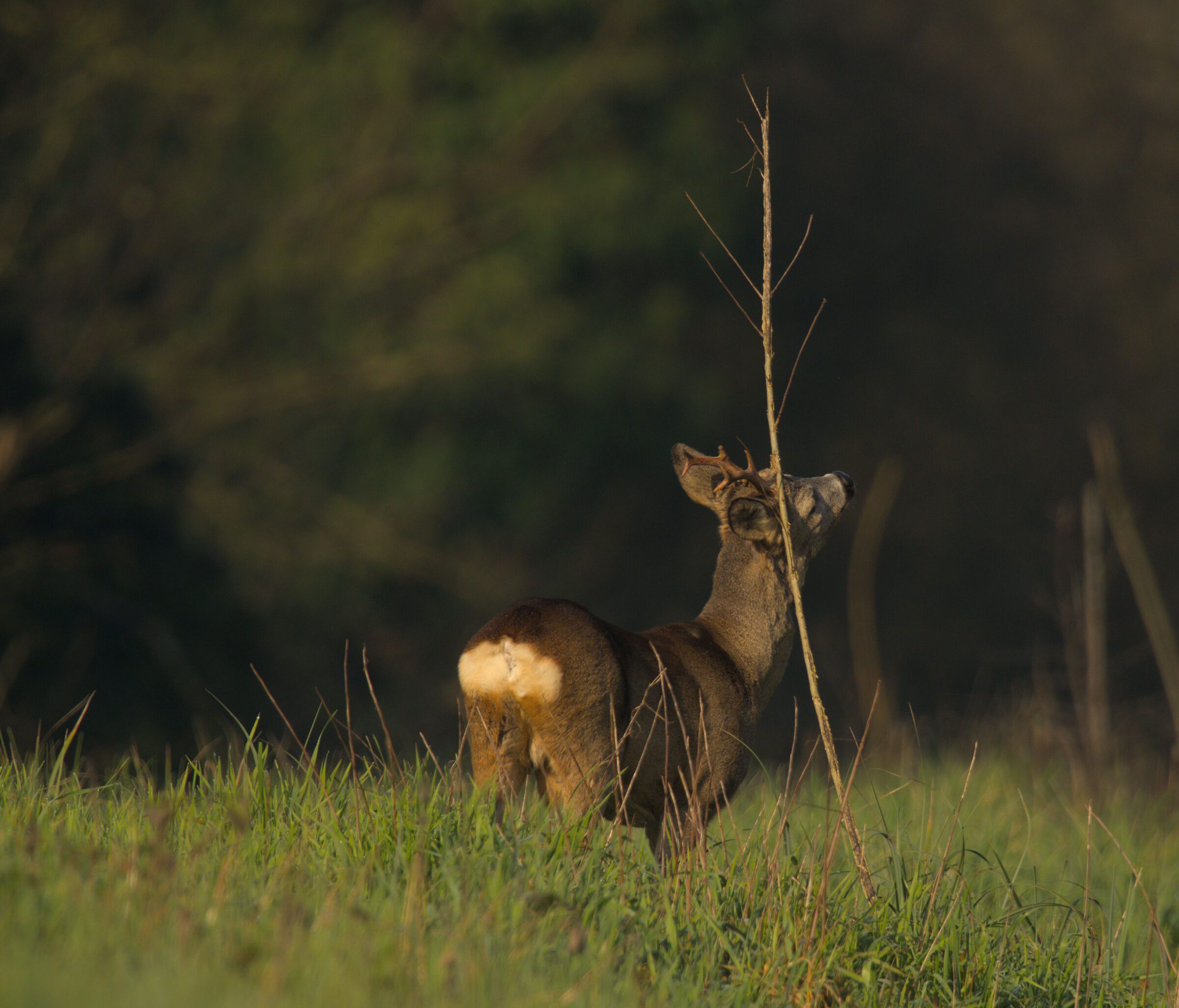 Scratching