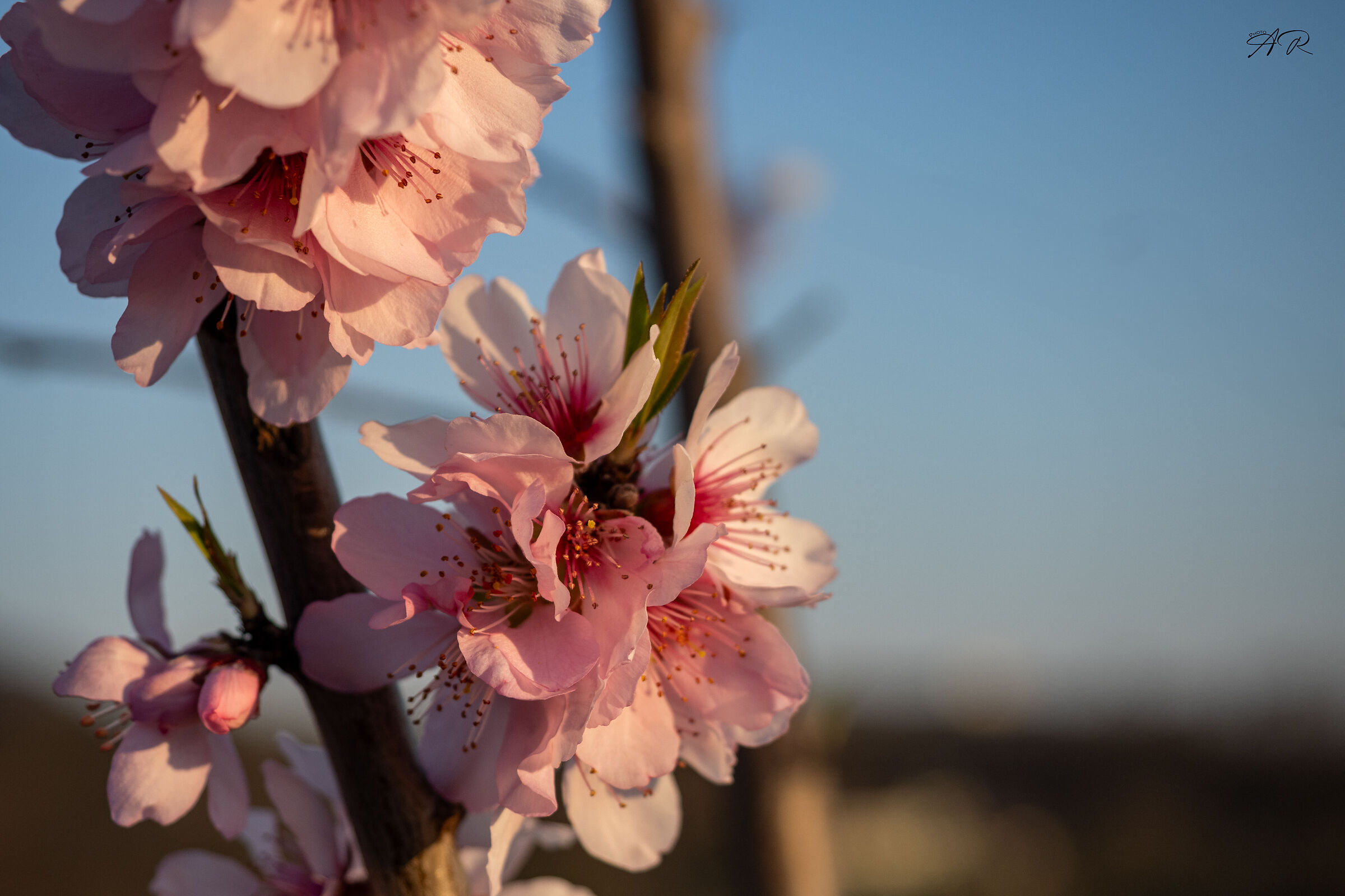 Mandorlo In Fiore Monte Fasolo Colli Euganei